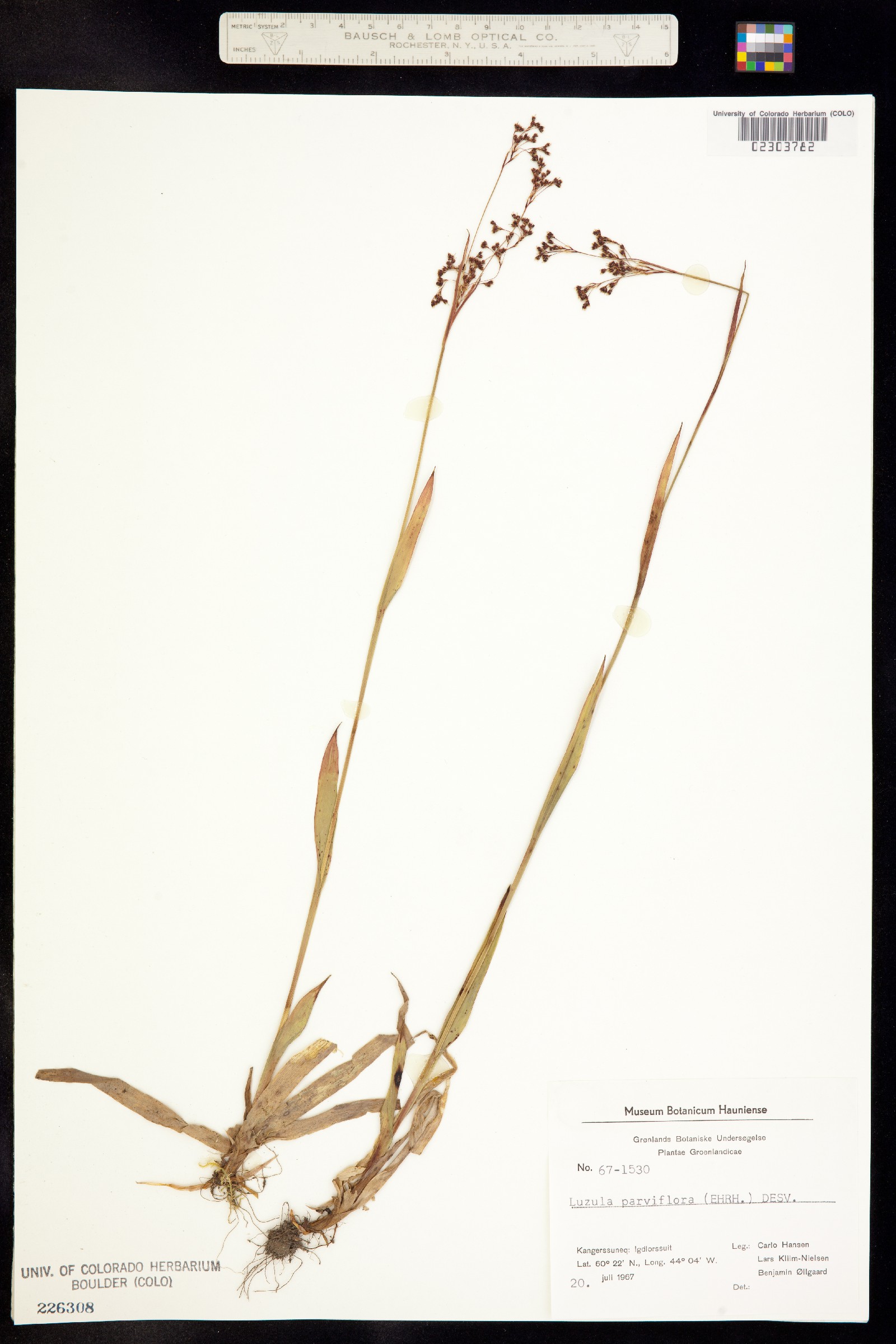 Luzula parviflora image