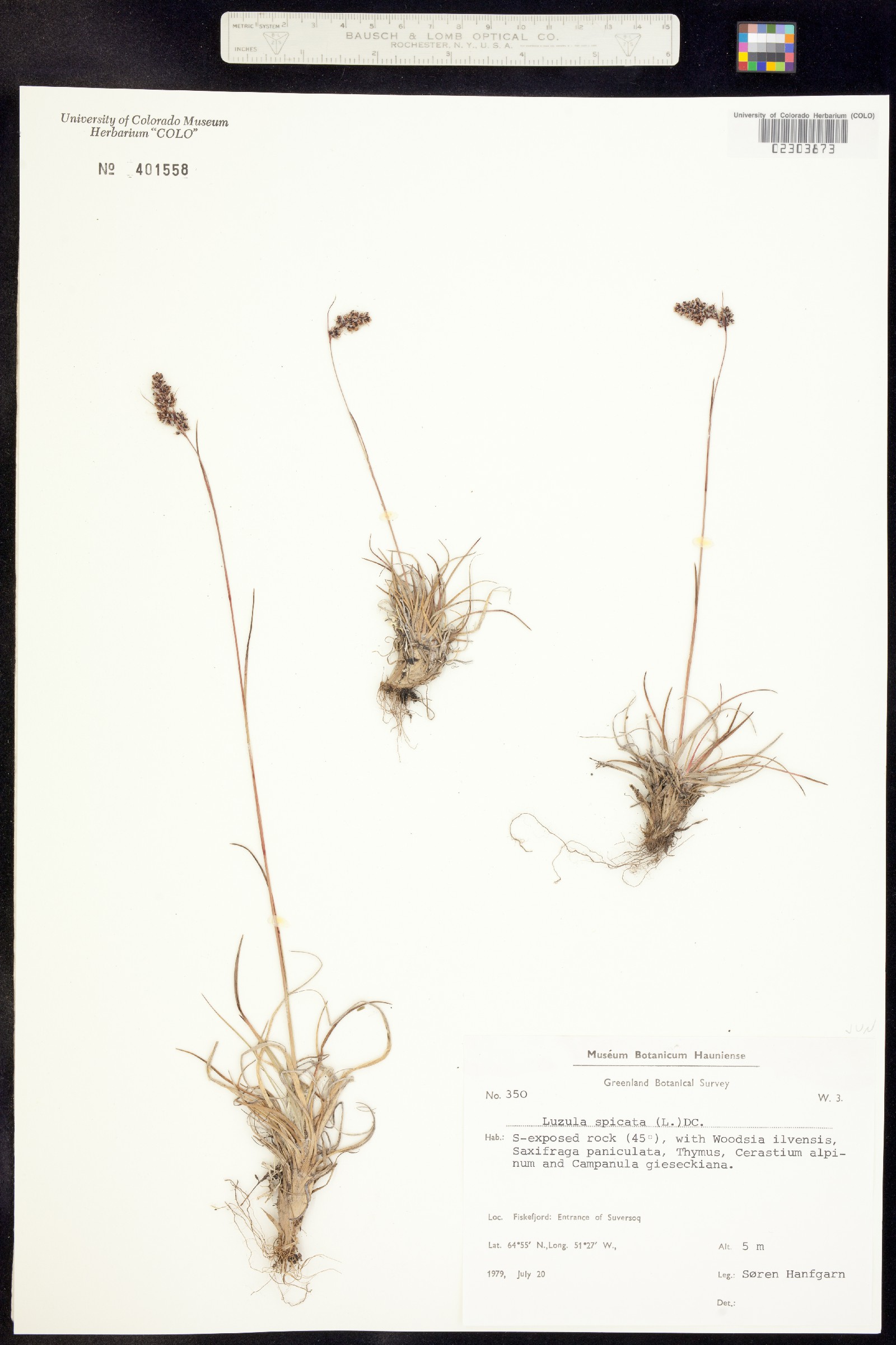 Luzula spicata image