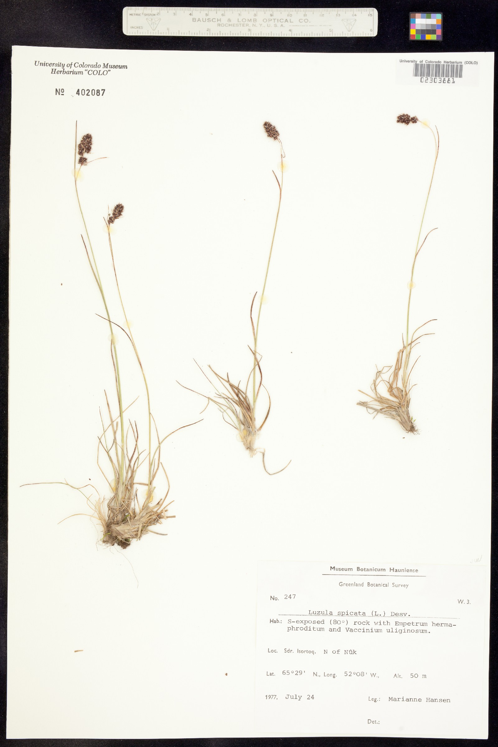 Luzula spicata image