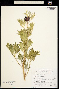 Image of Paeonia californica