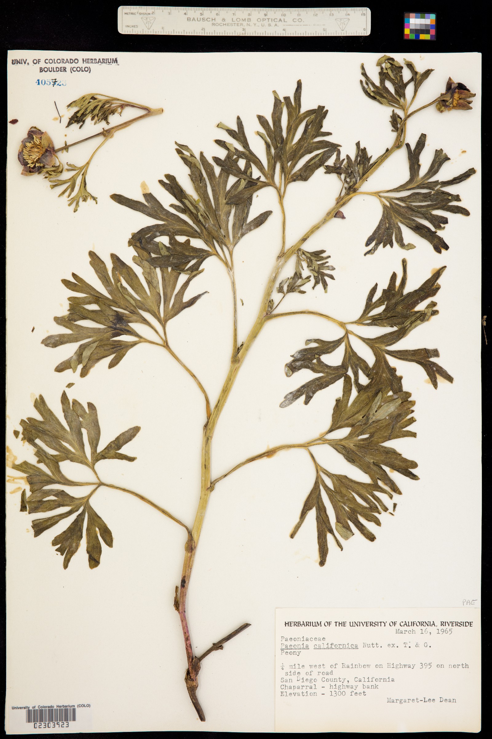 Paeoniaceae image
