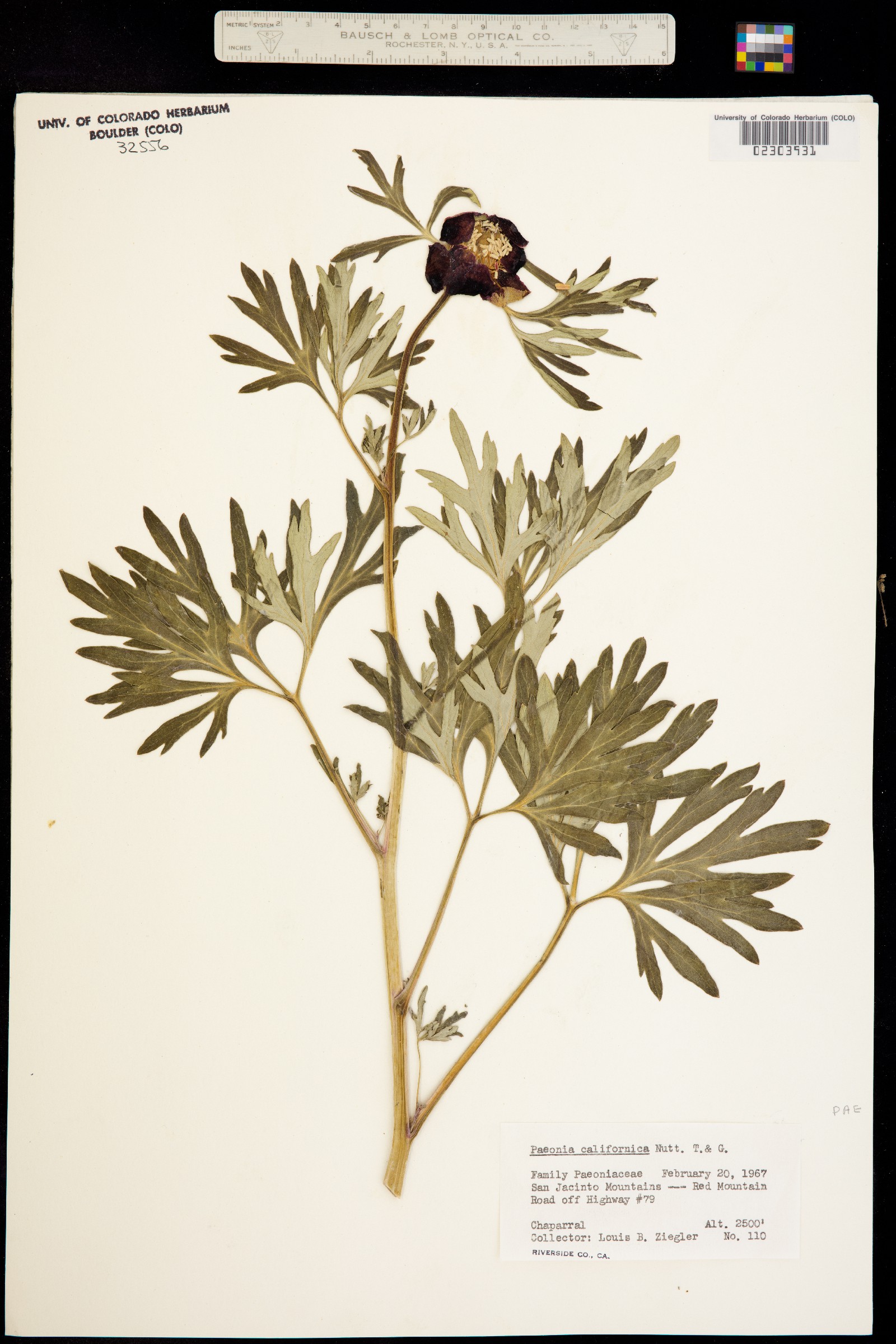 Paeonia californica image