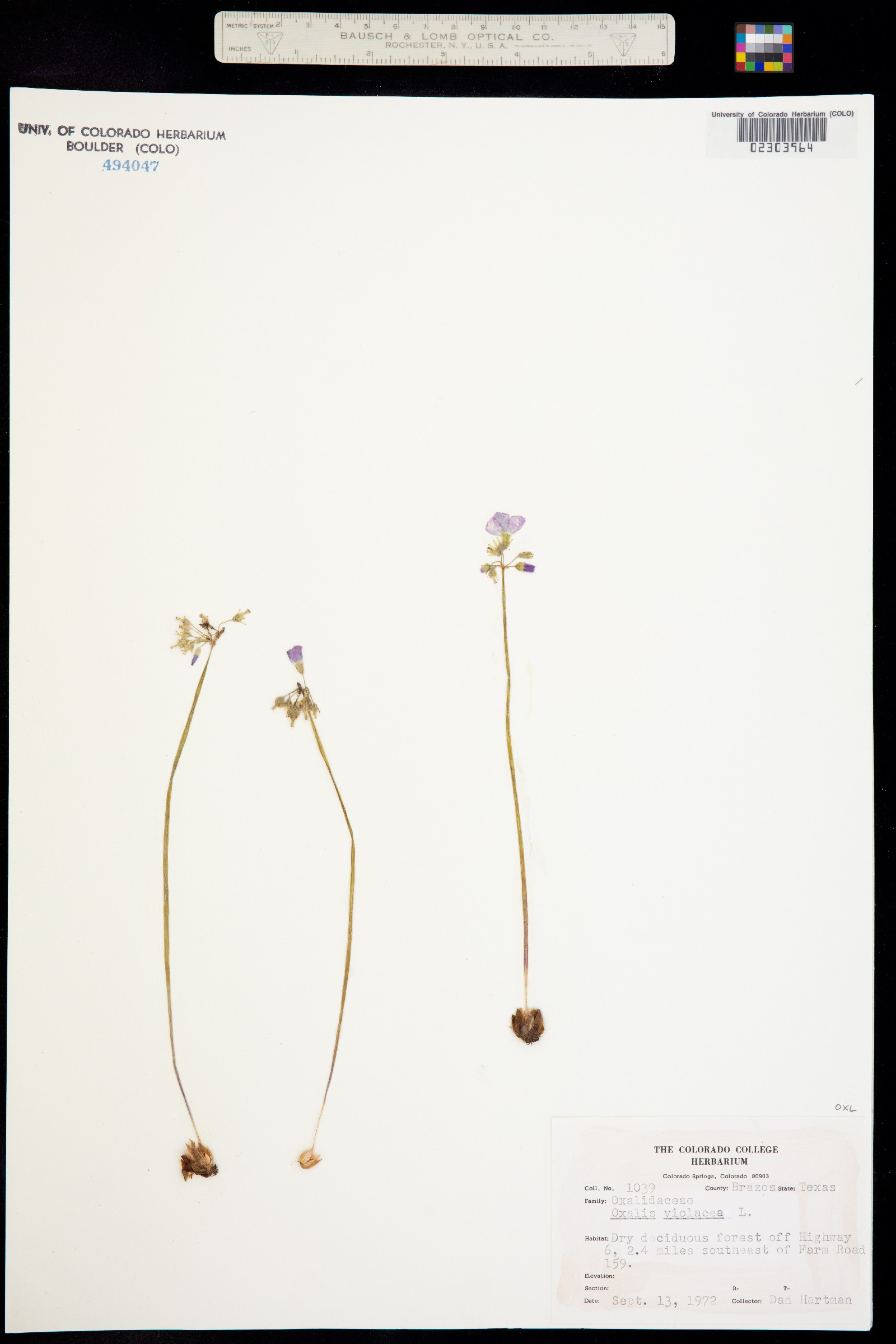 Oxalis violacea image