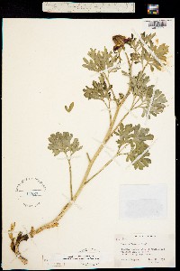 Image of Paeonia brownii