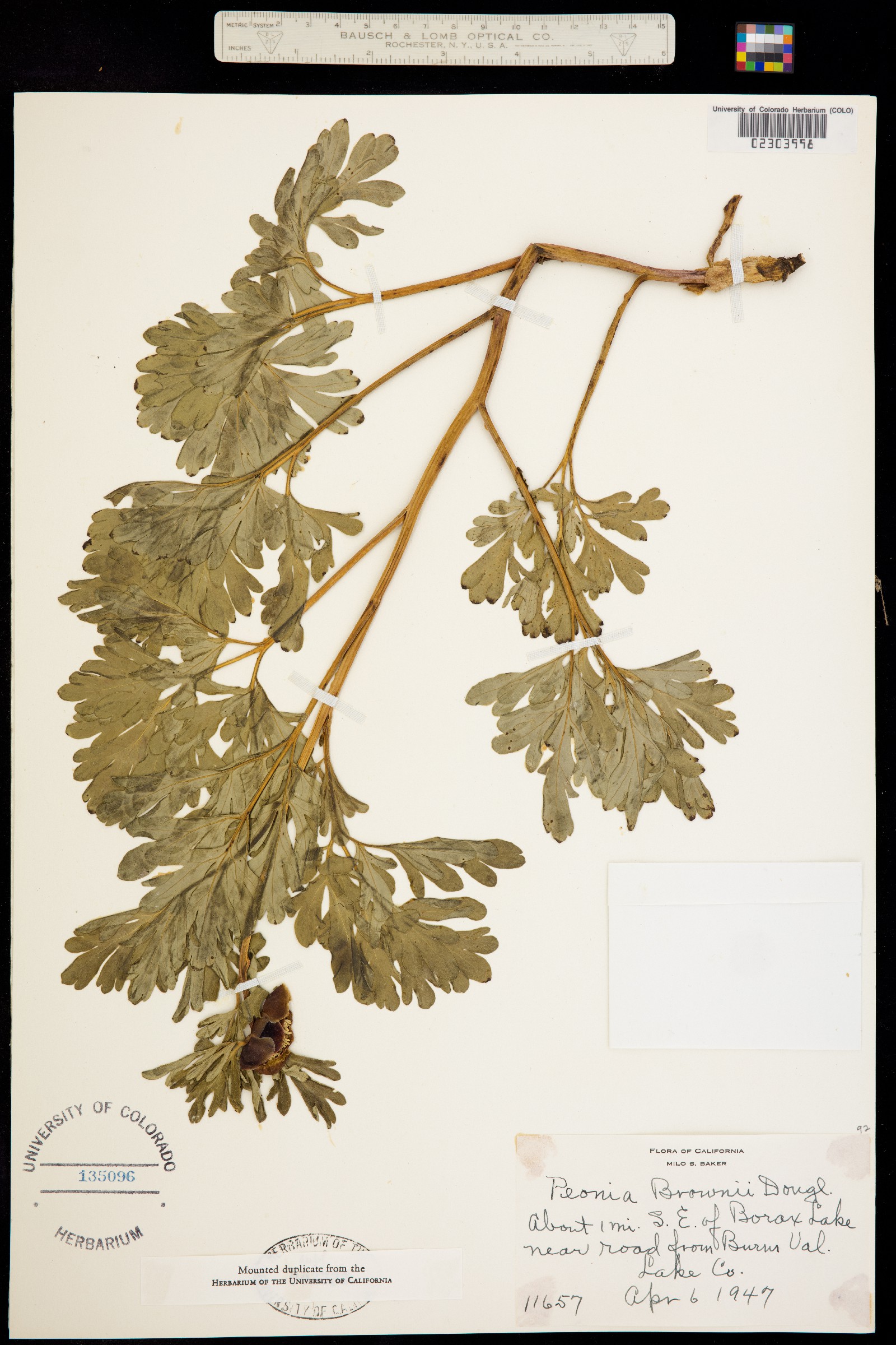 Paeonia brownii image