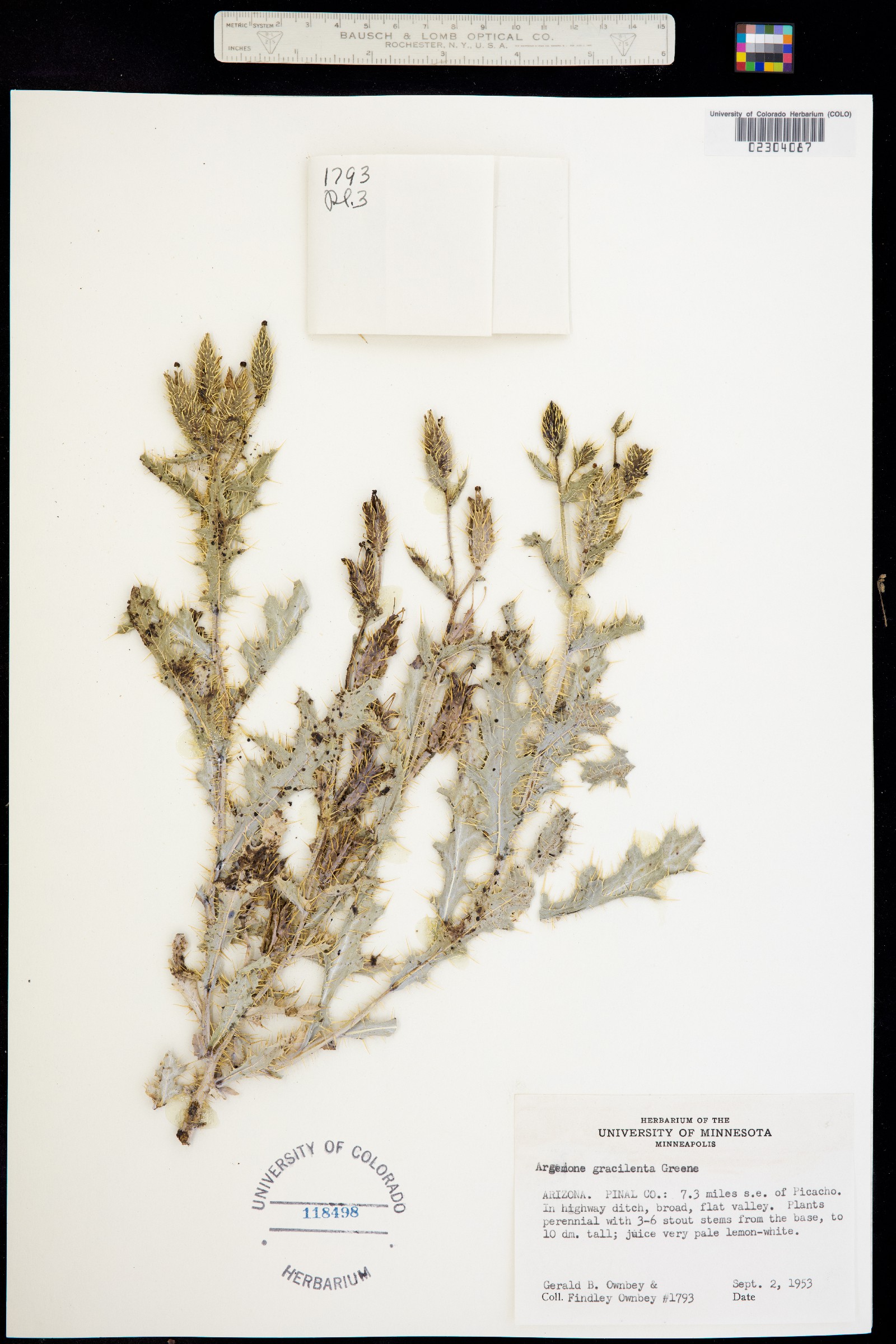 Argemone gracilenta image