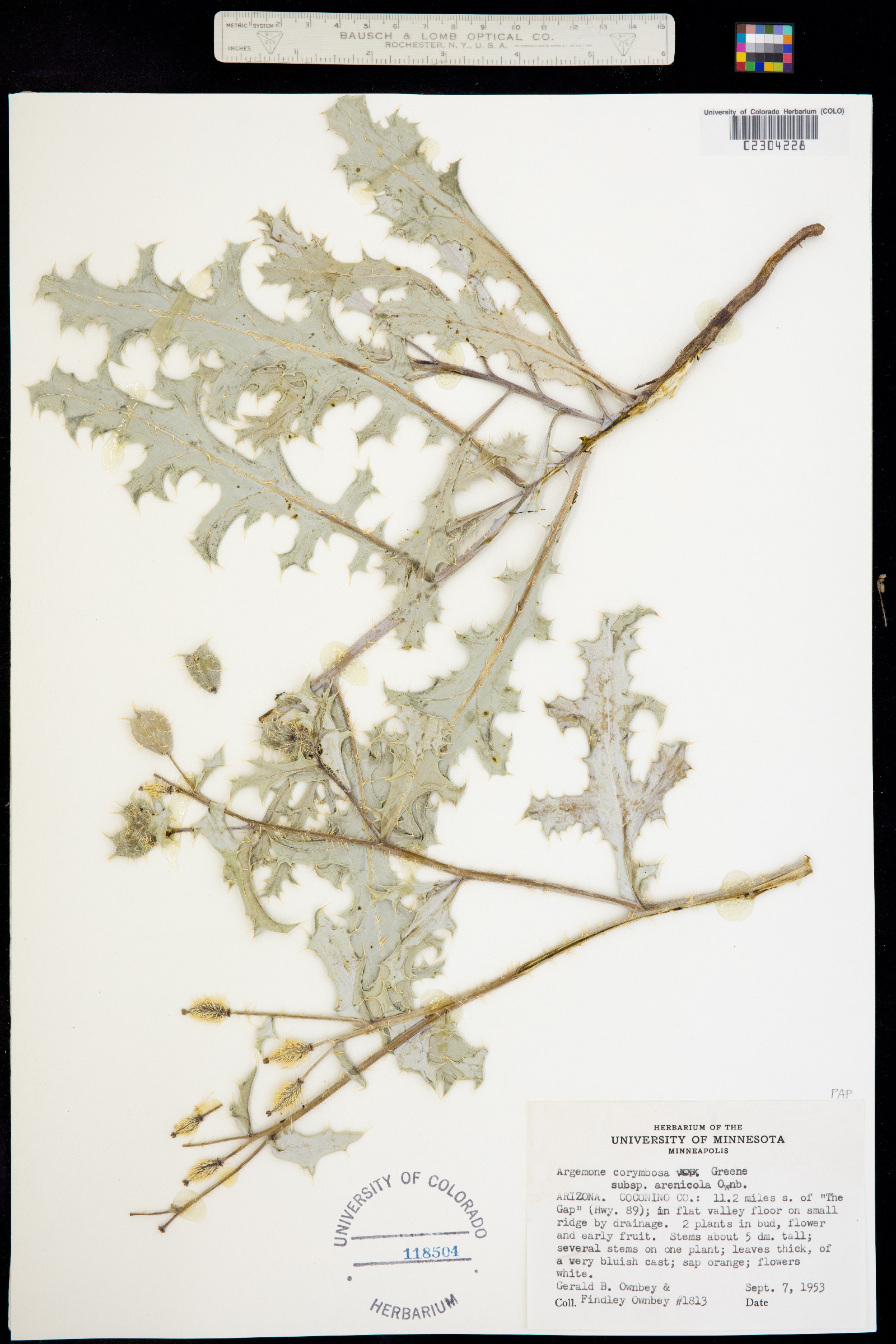 Argemone corymbosa image