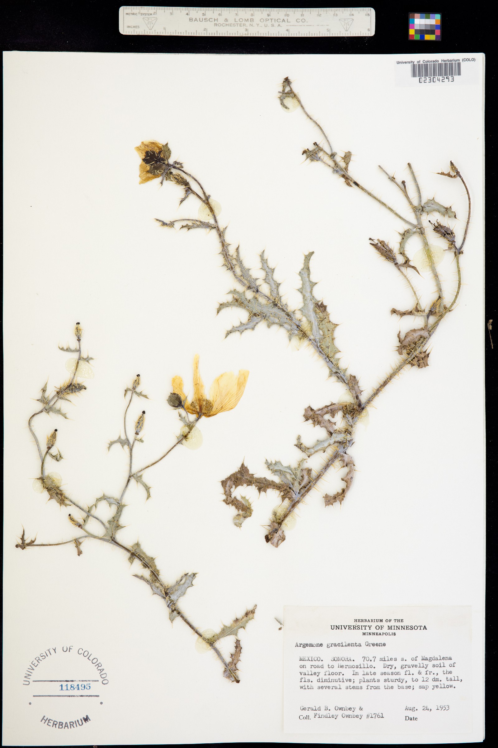 Argemone gracilenta image