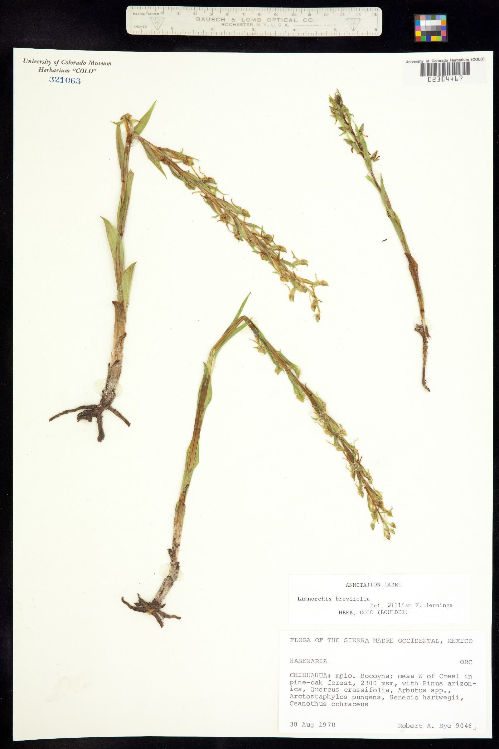 Platanthera brevifolia image