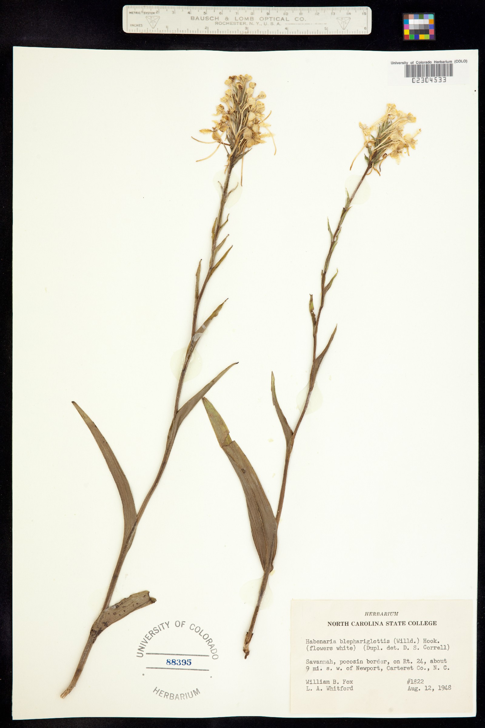 Platanthera blephariglottis image