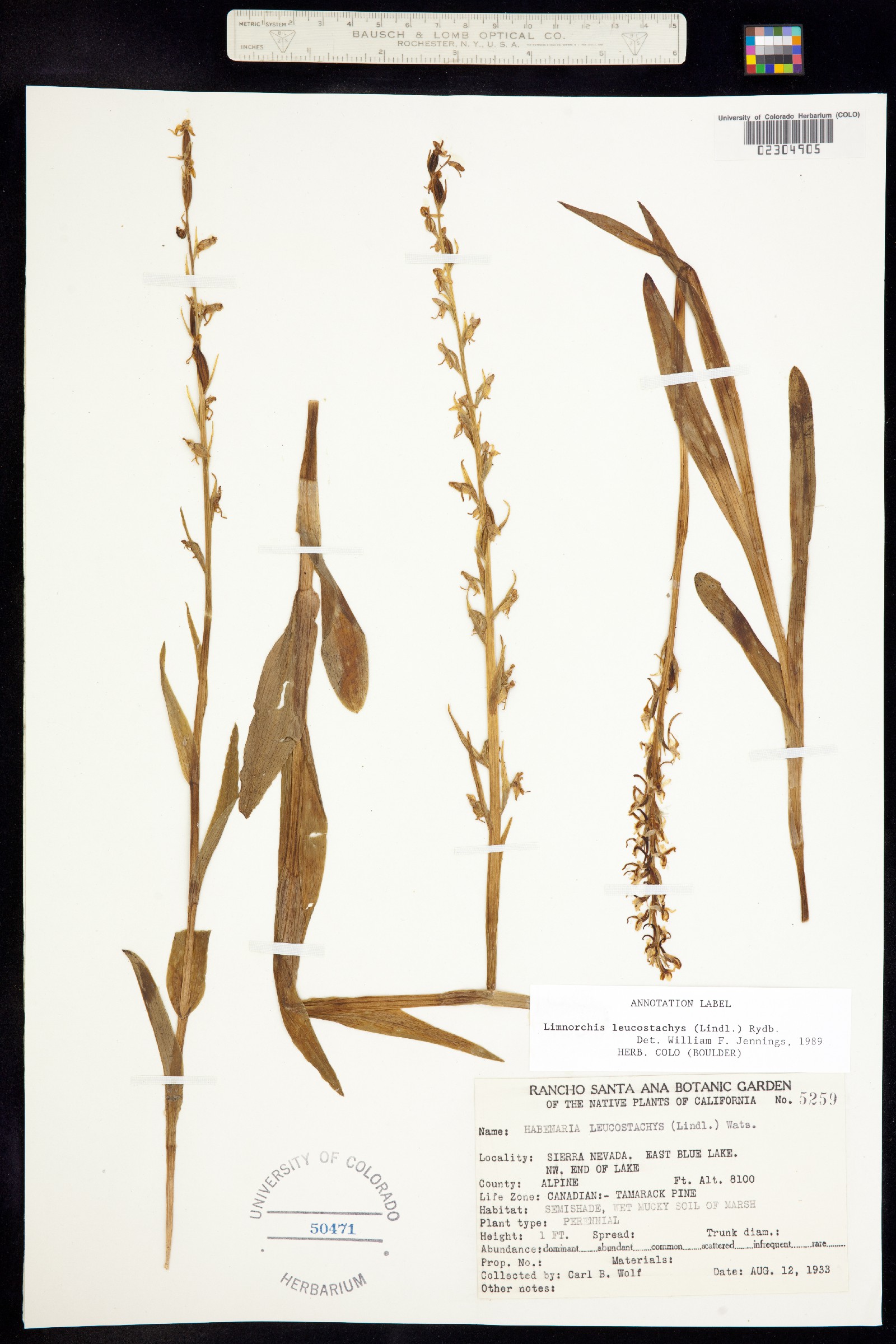 Platanthera dilatata image