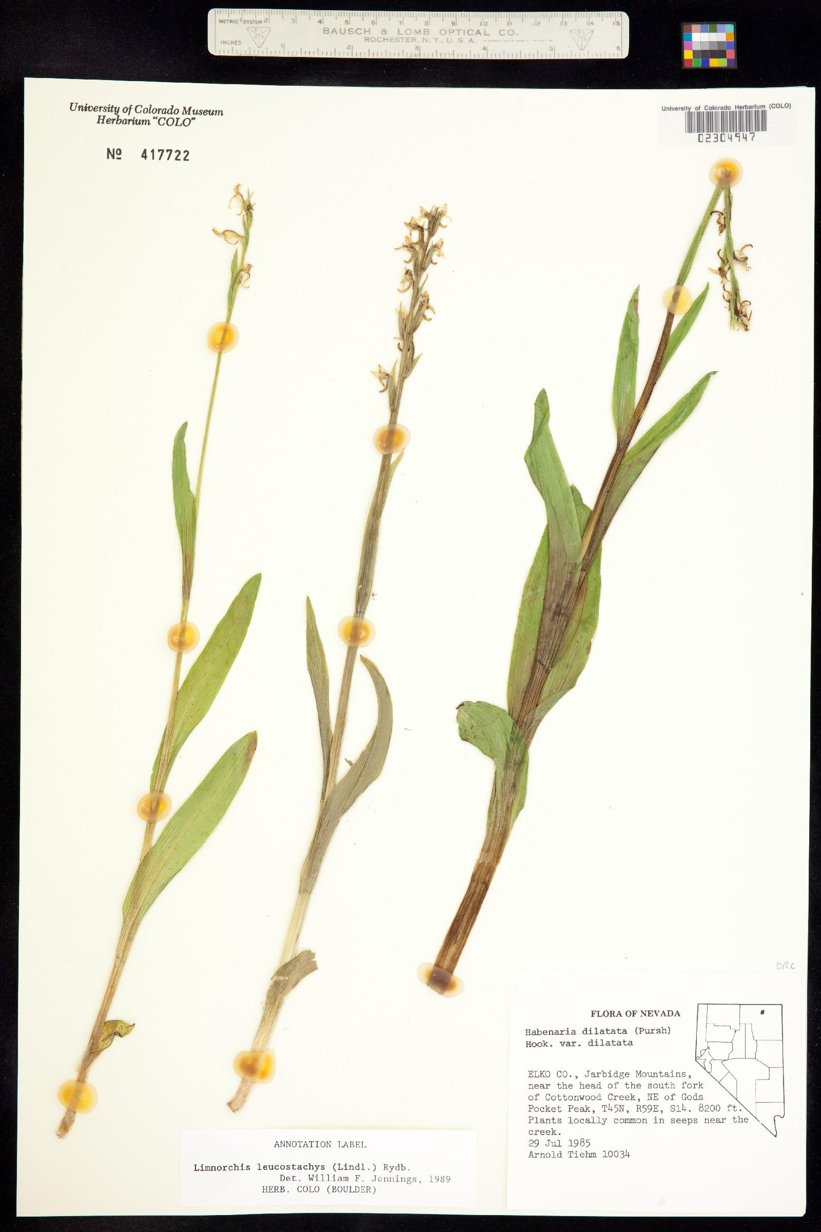 Platanthera dilatata var. leucostachys image