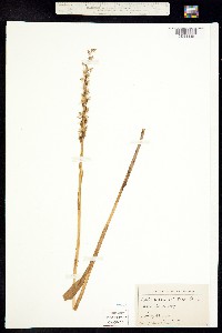 Platanthera dilatata image