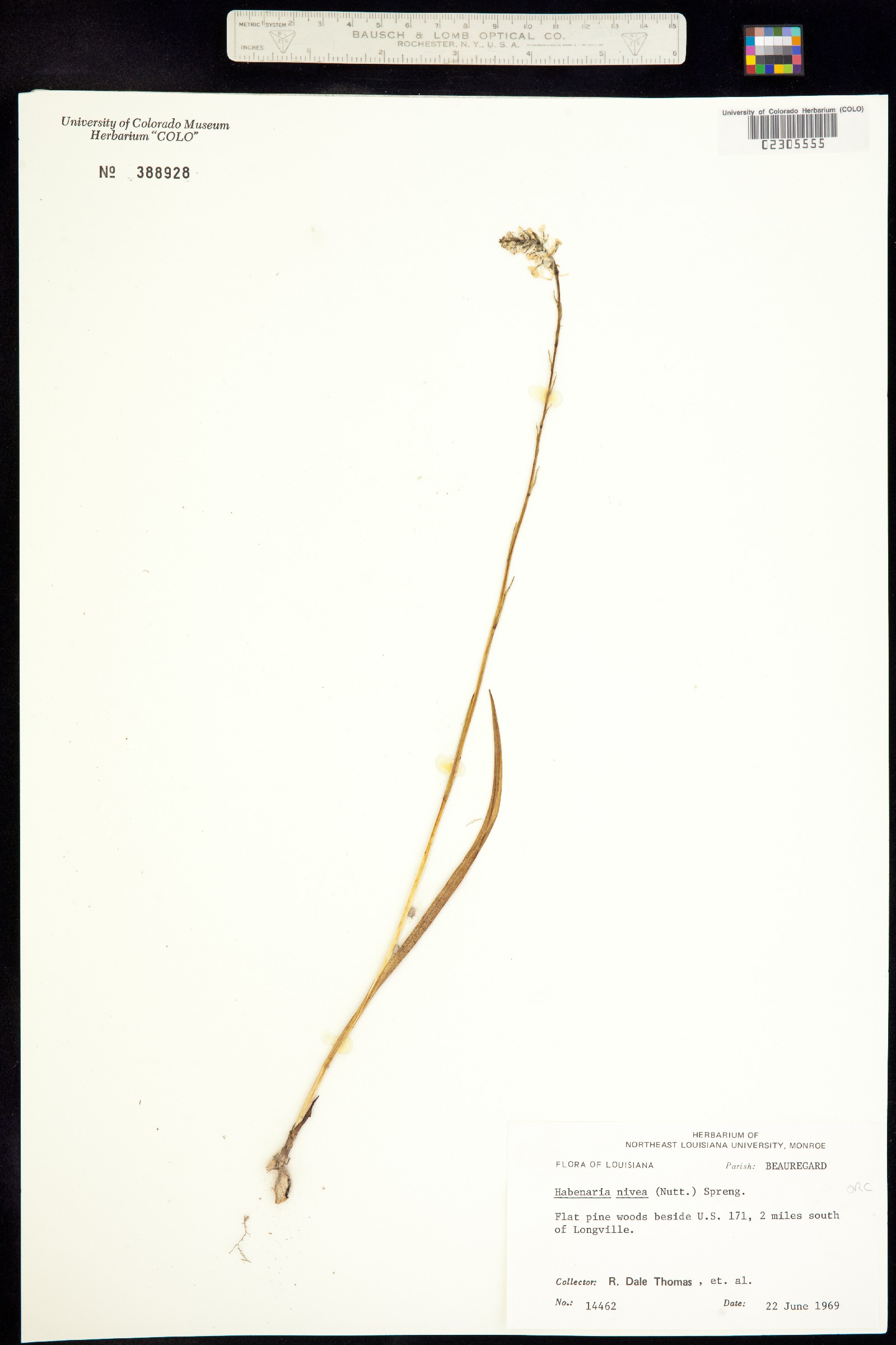 Gymnadeniopsis nivea image