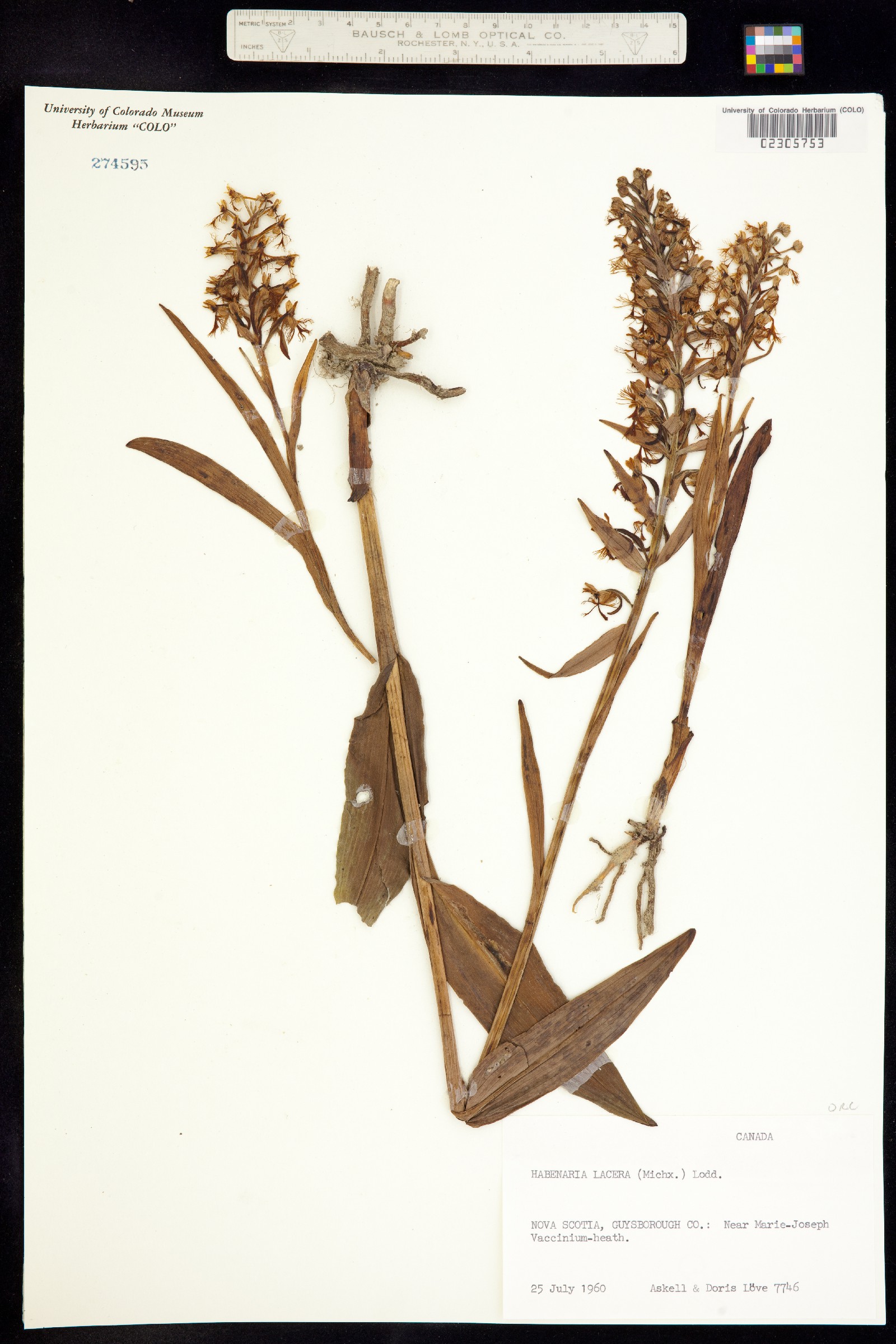 Platanthera lacera image