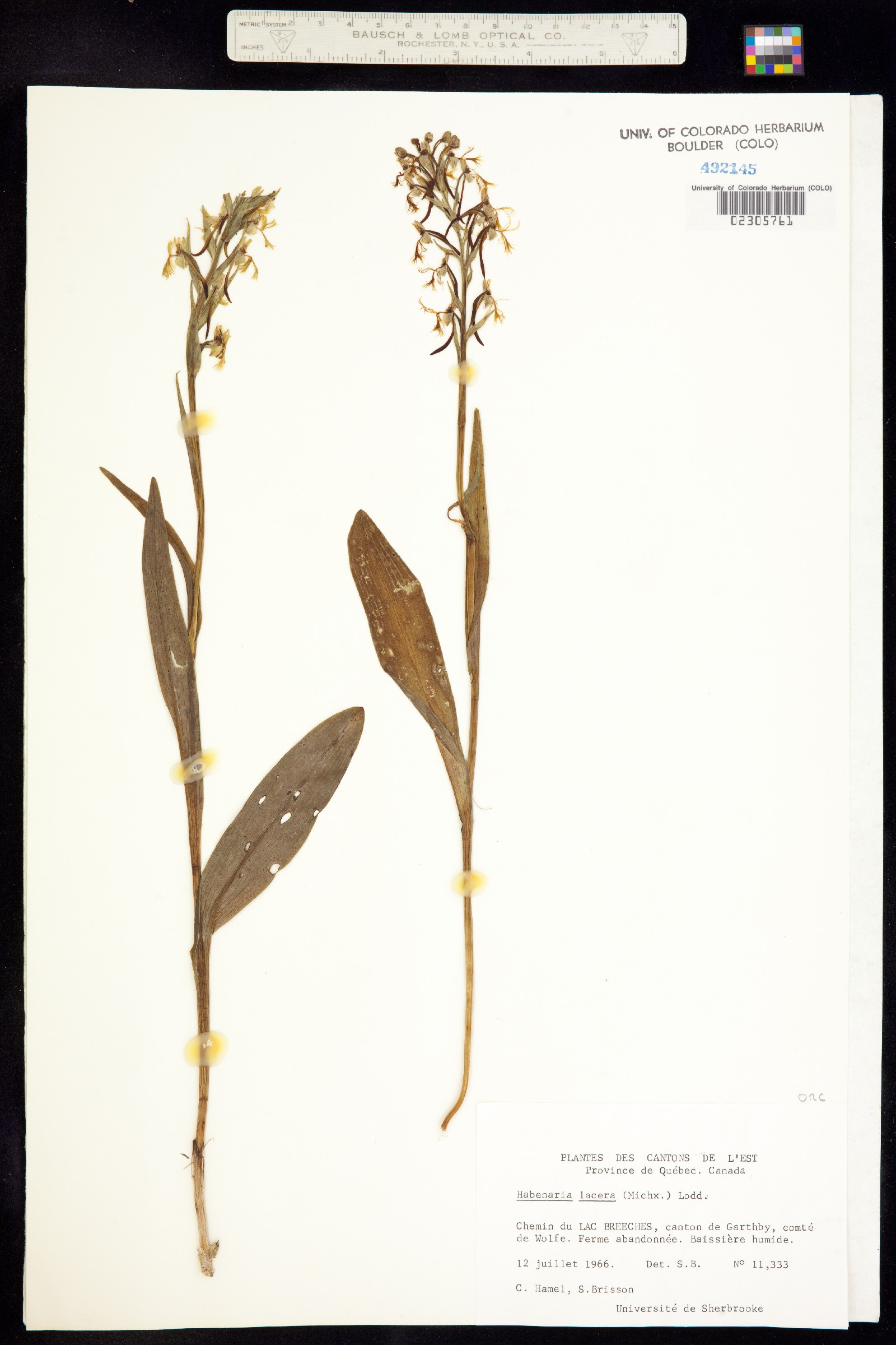 Platanthera lacera image