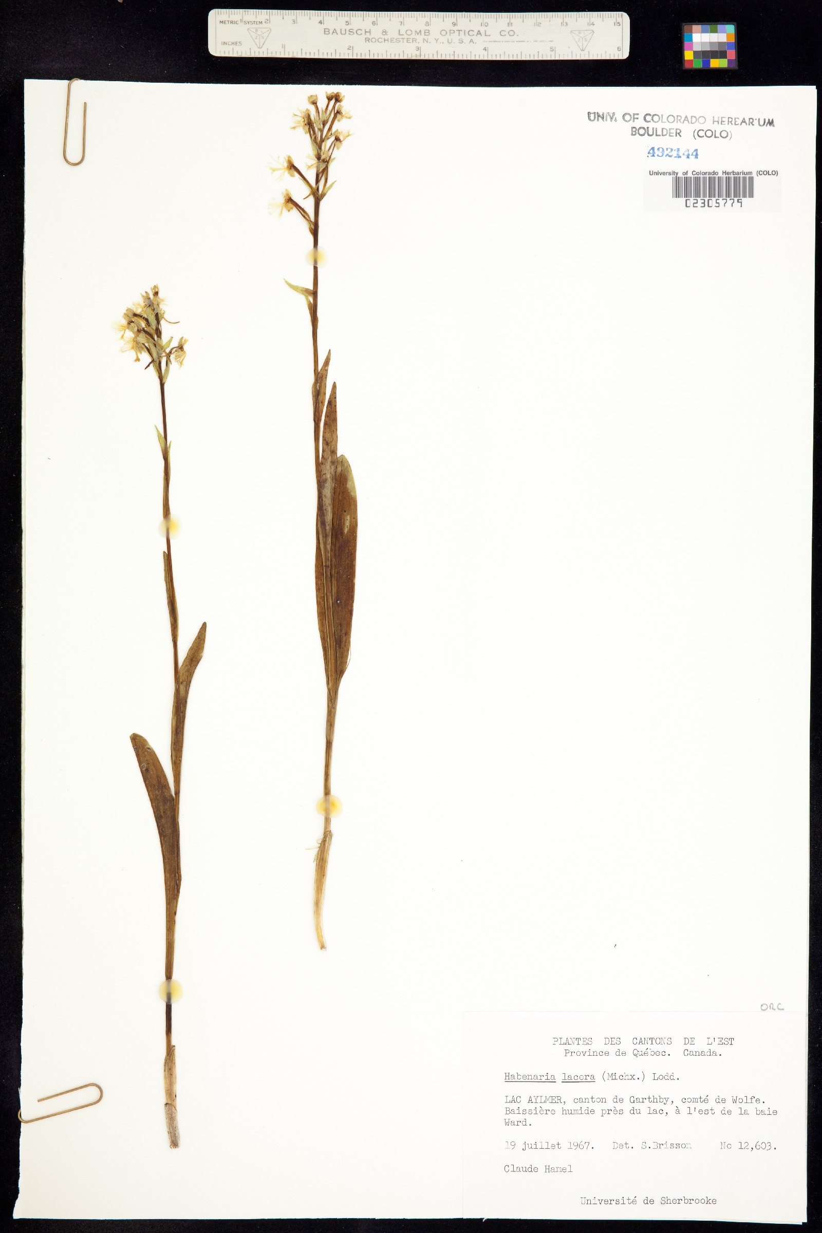 Platanthera lacera image