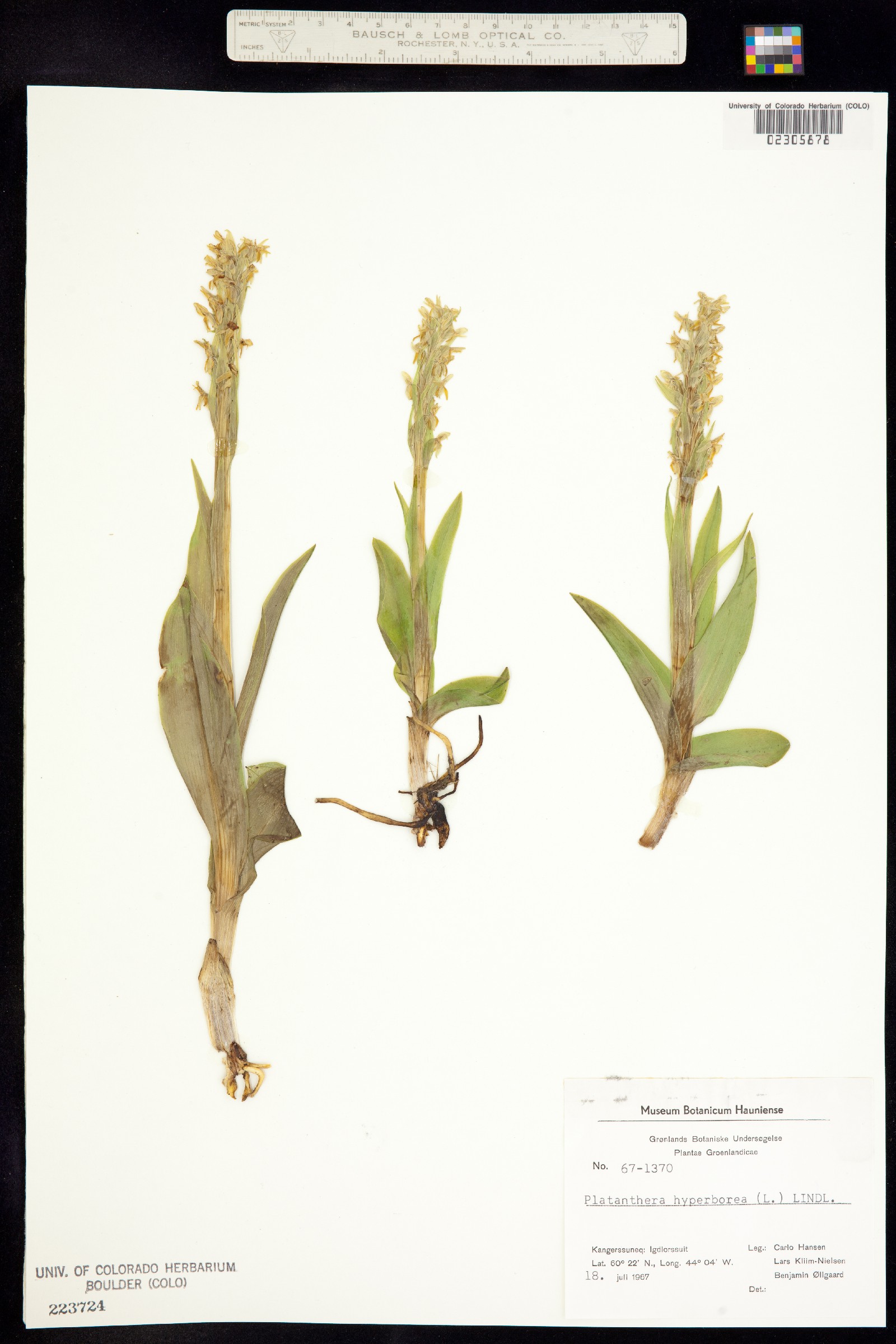 Platanthera hyperborea image