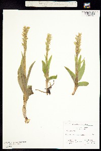 Image of Platanthera hyperborea