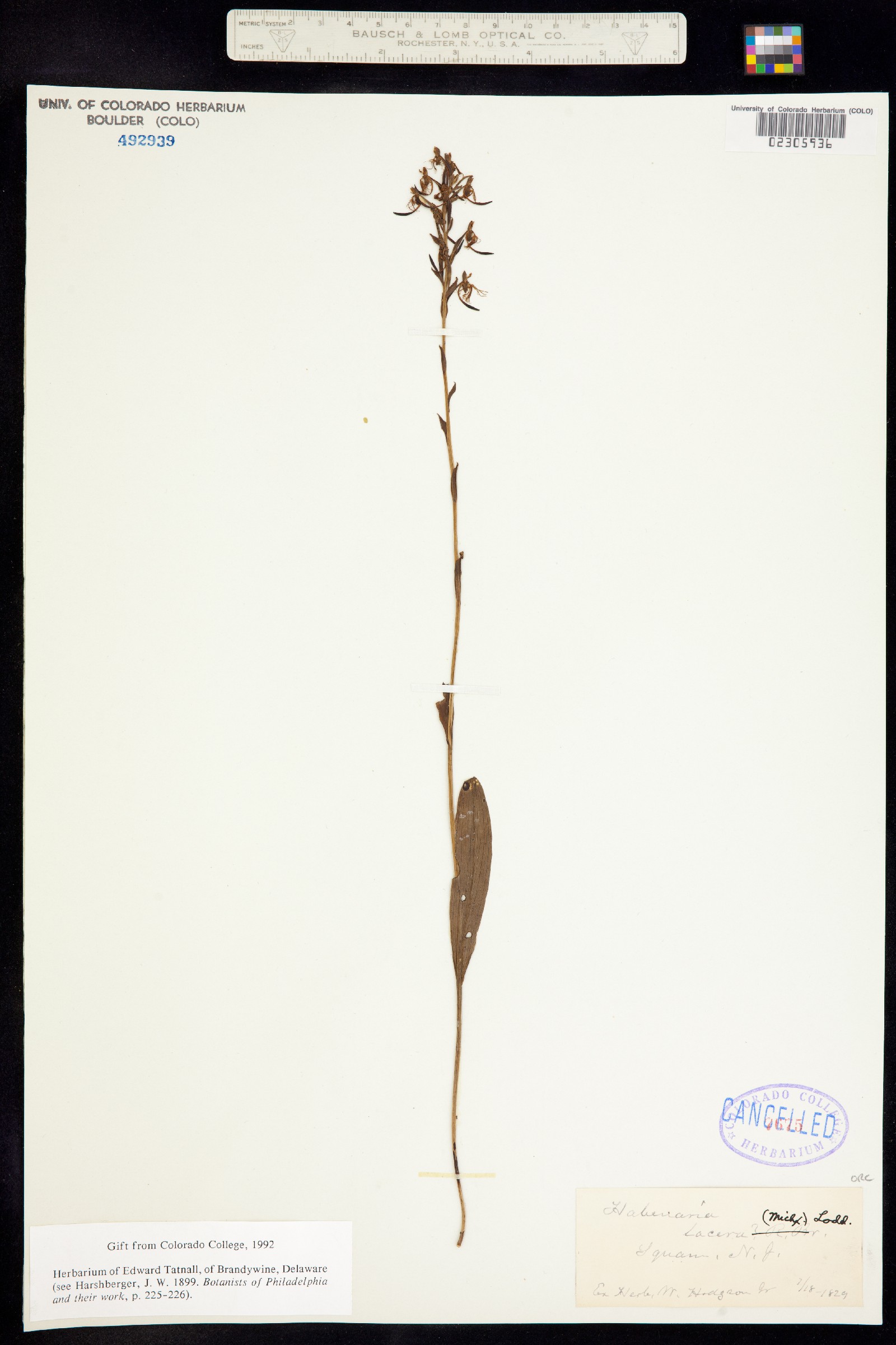 Platanthera lacera image