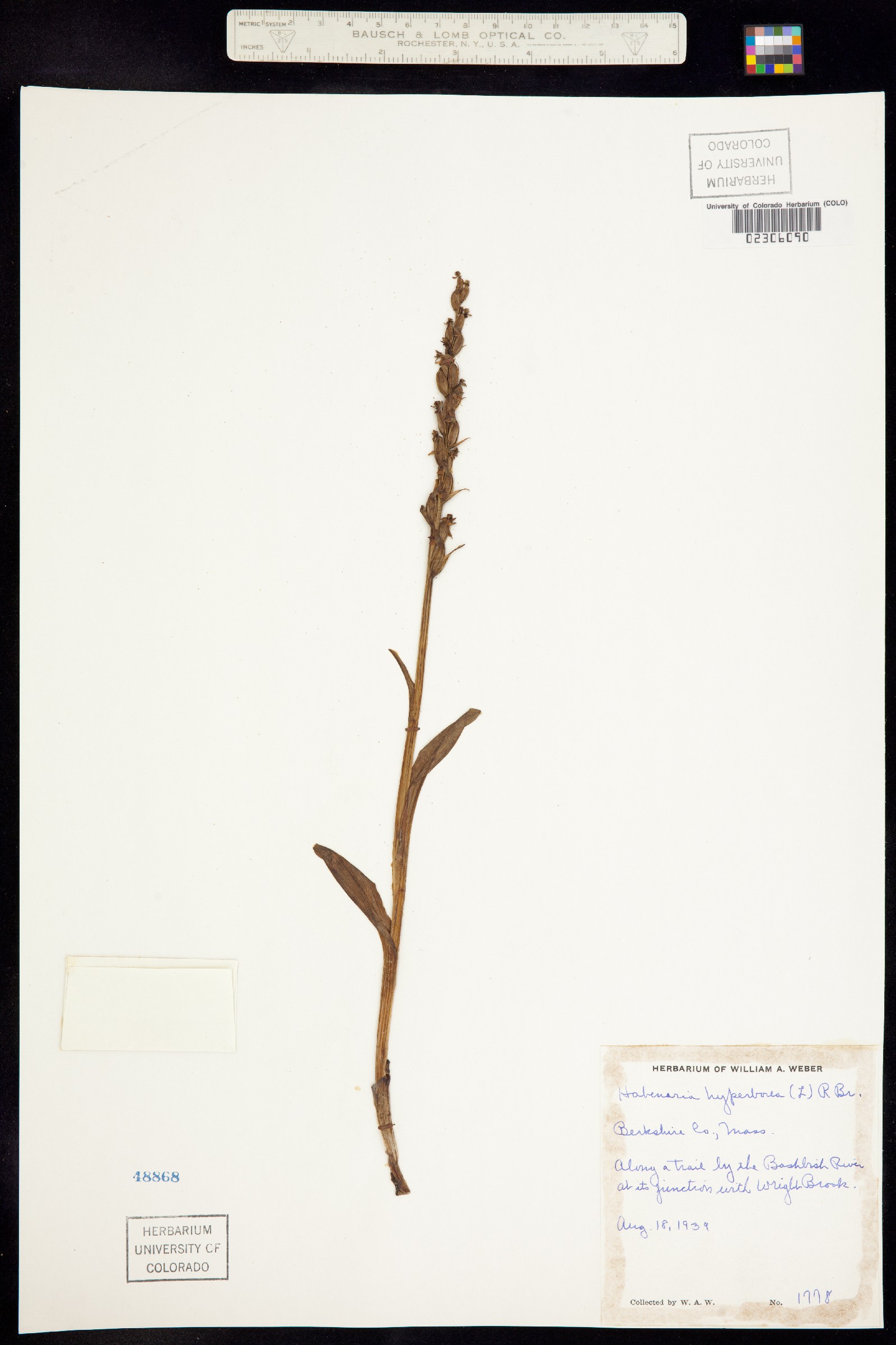 Platanthera aquilonis image