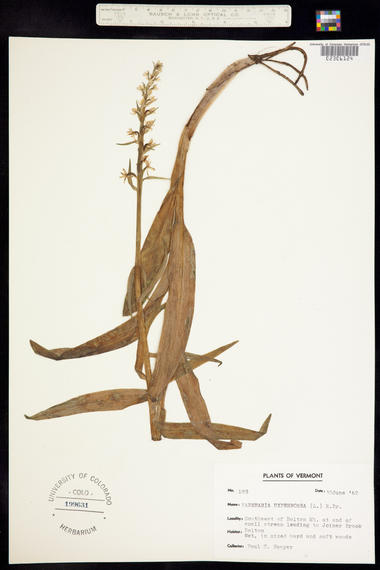 Platanthera aquilonis image