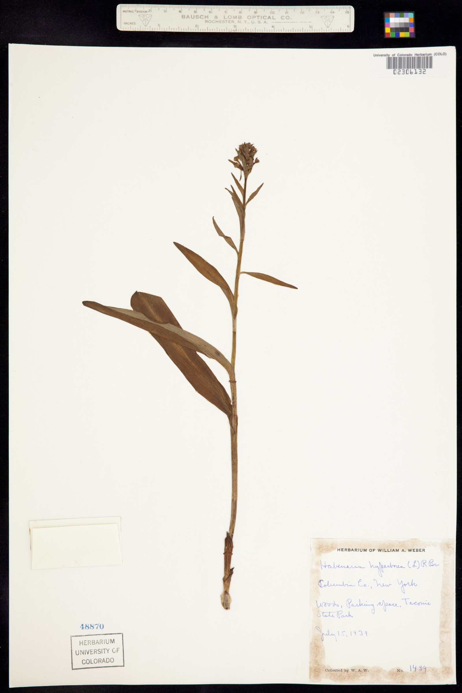 Platanthera aquilonis image