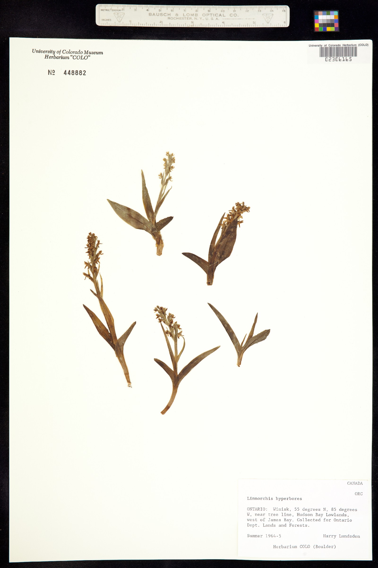 Platanthera aquilonis image