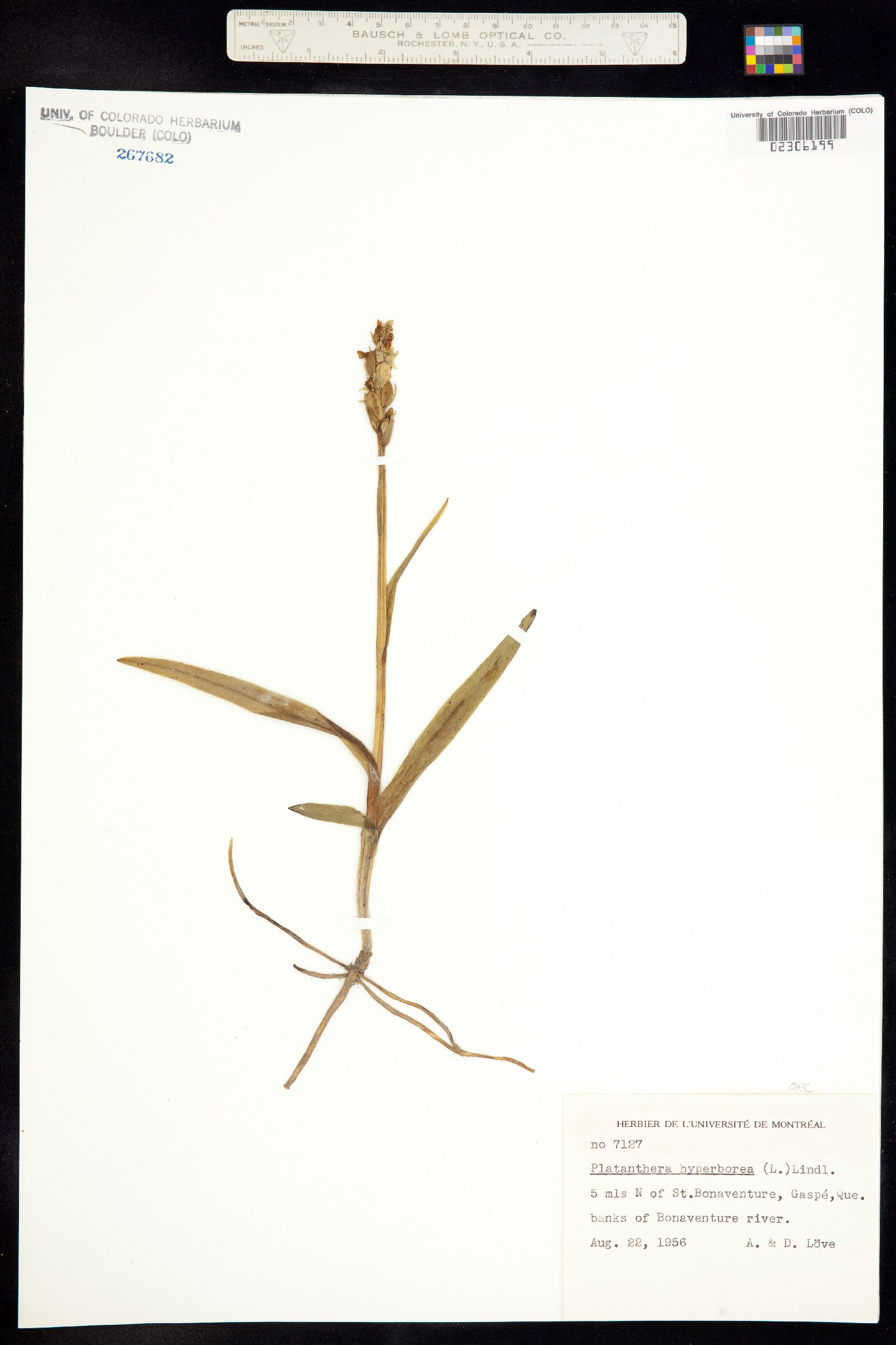 Platanthera aquilonis image