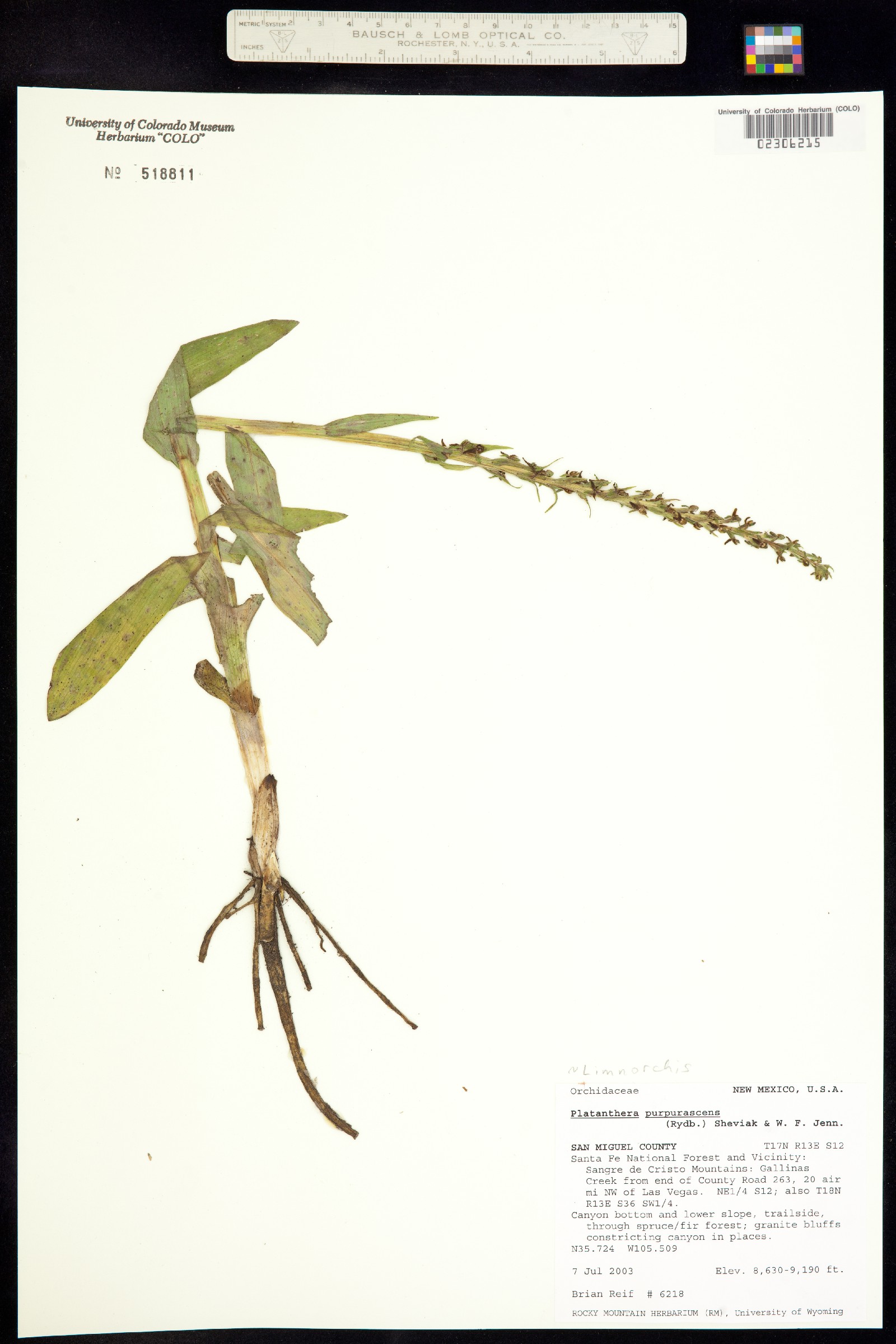 Platanthera purpurascens image