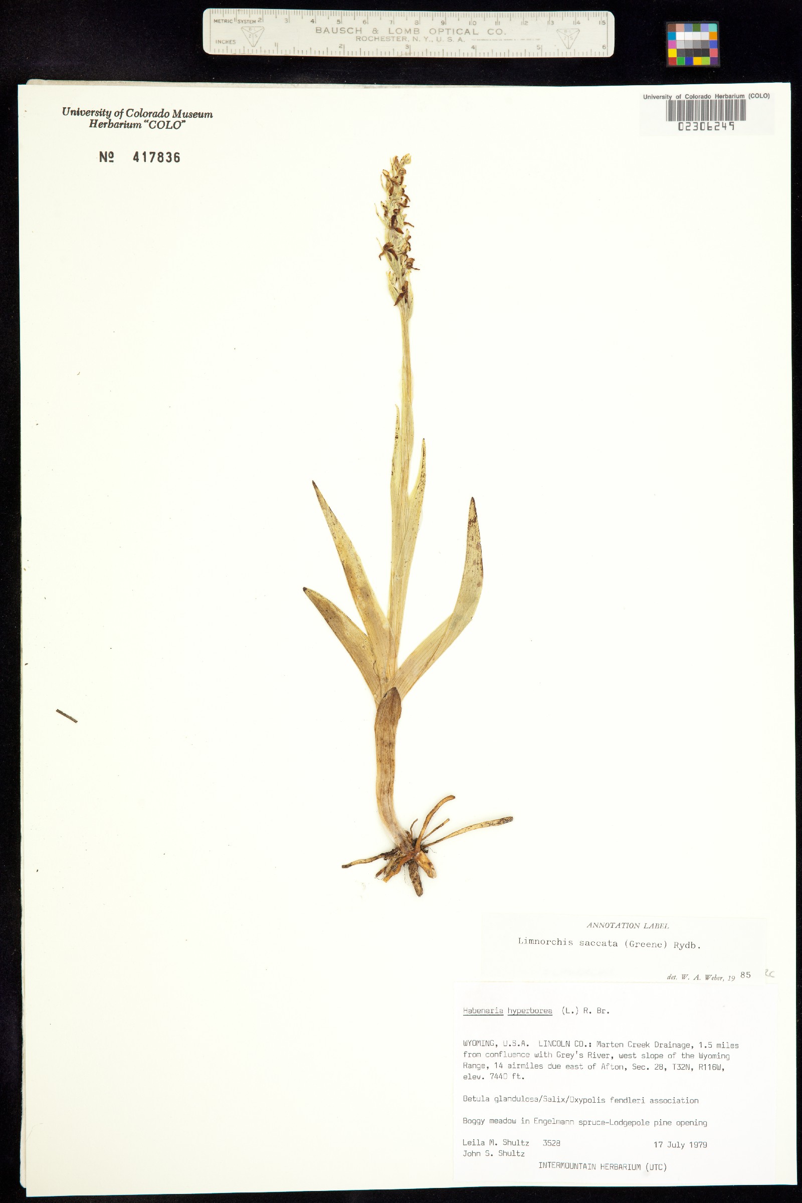 Platanthera purpurascens image