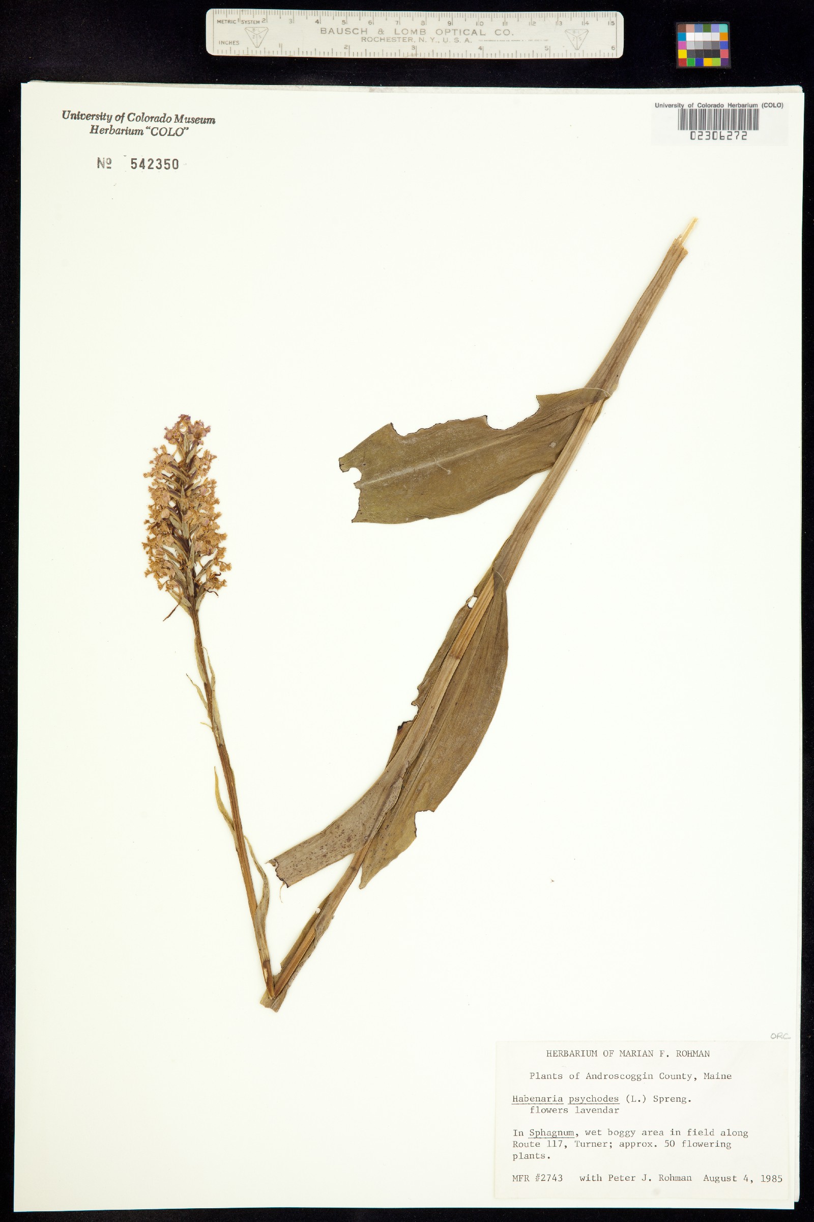 Platanthera psycodes image