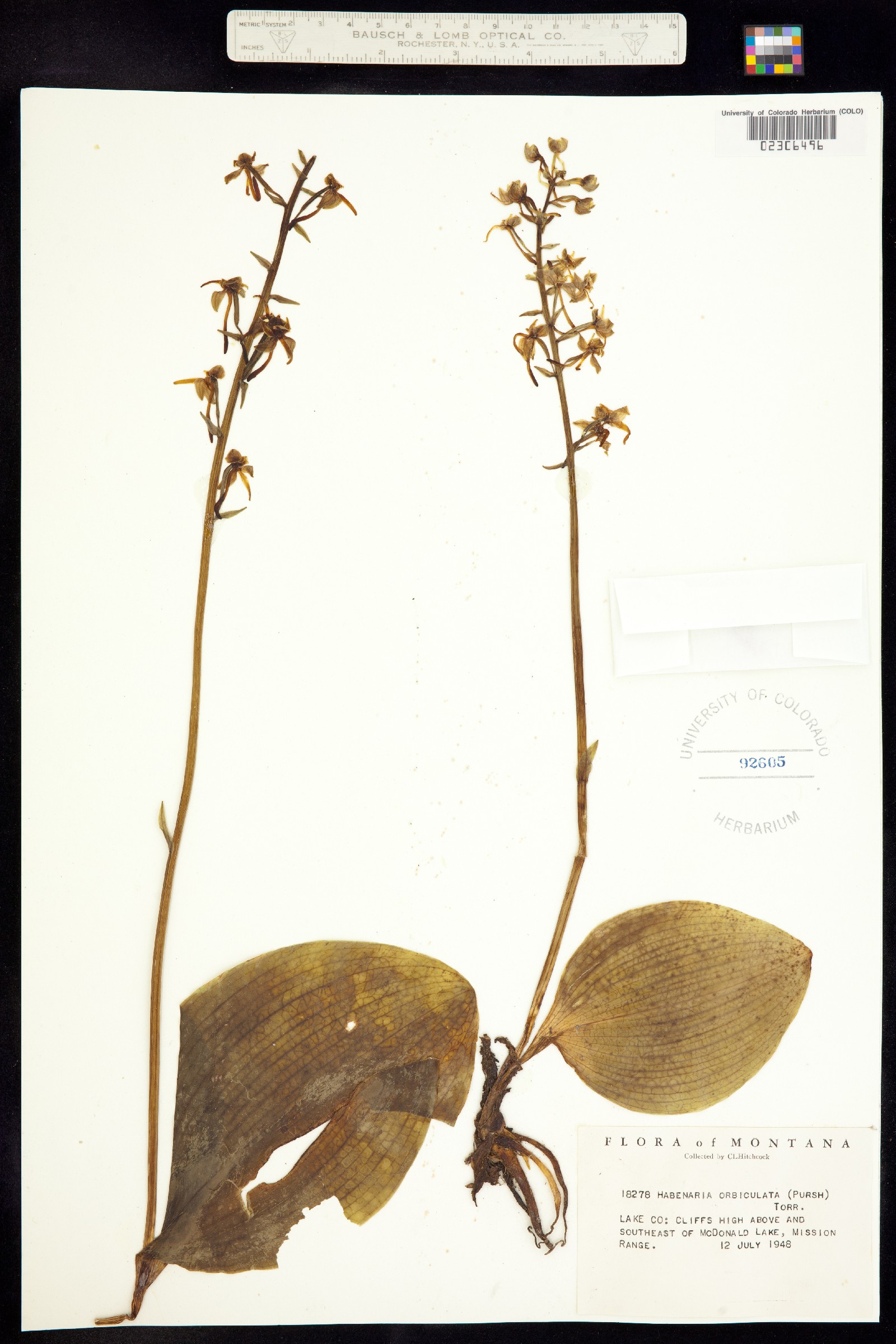 Platanthera orbiculata image