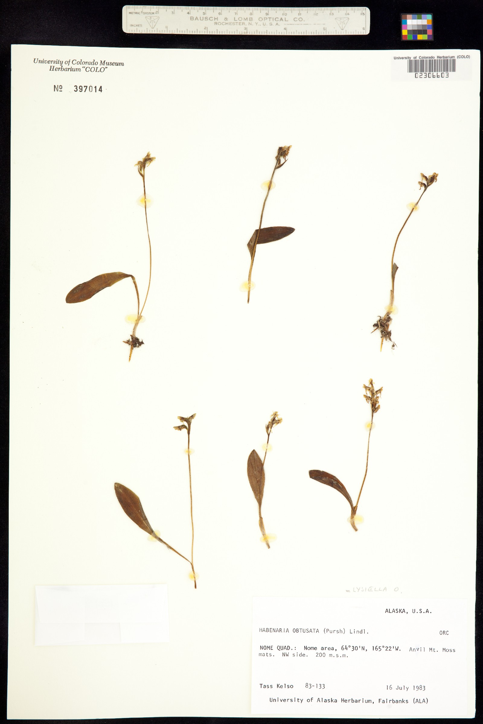 Platanthera obtusata image