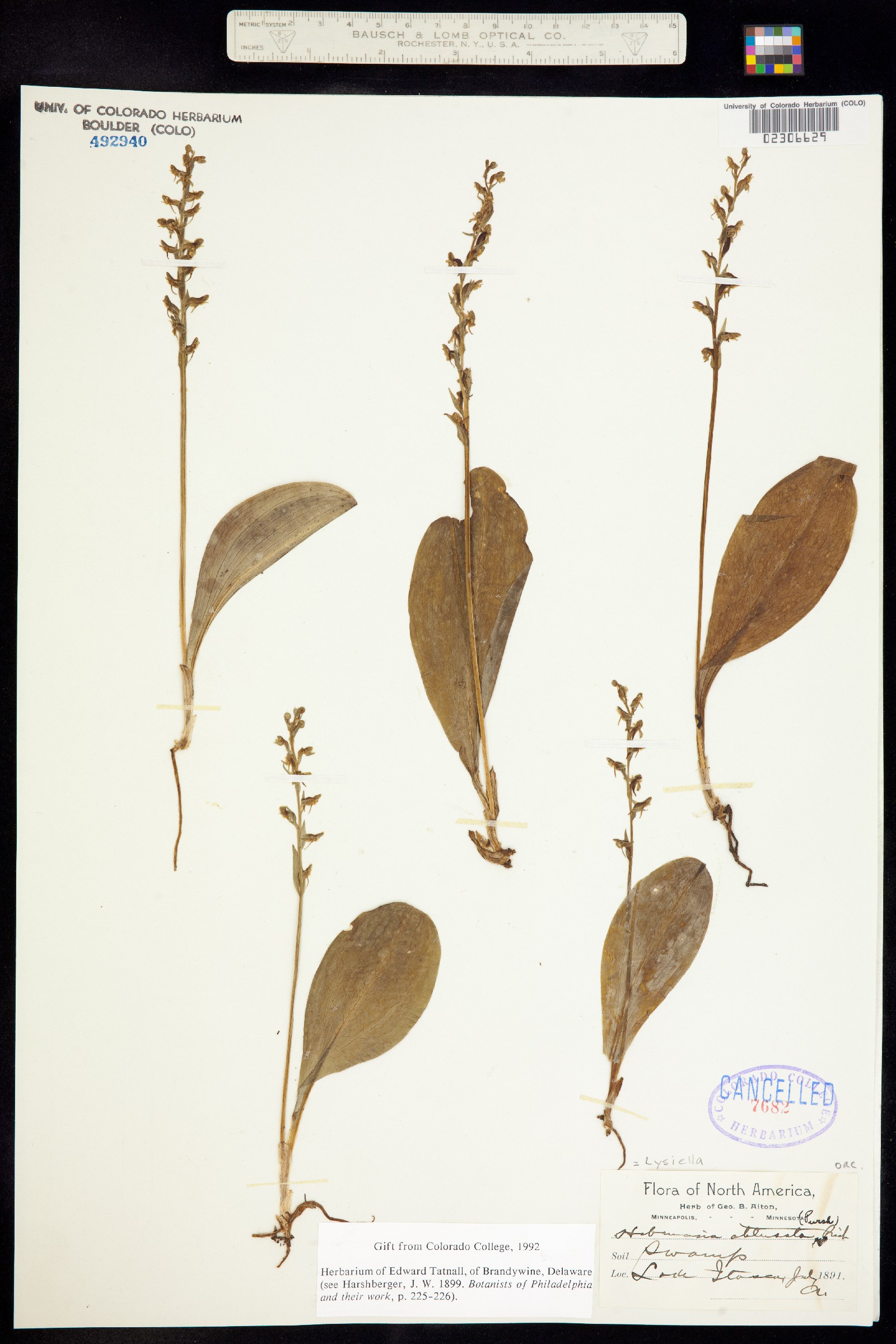 Platanthera obtusata image