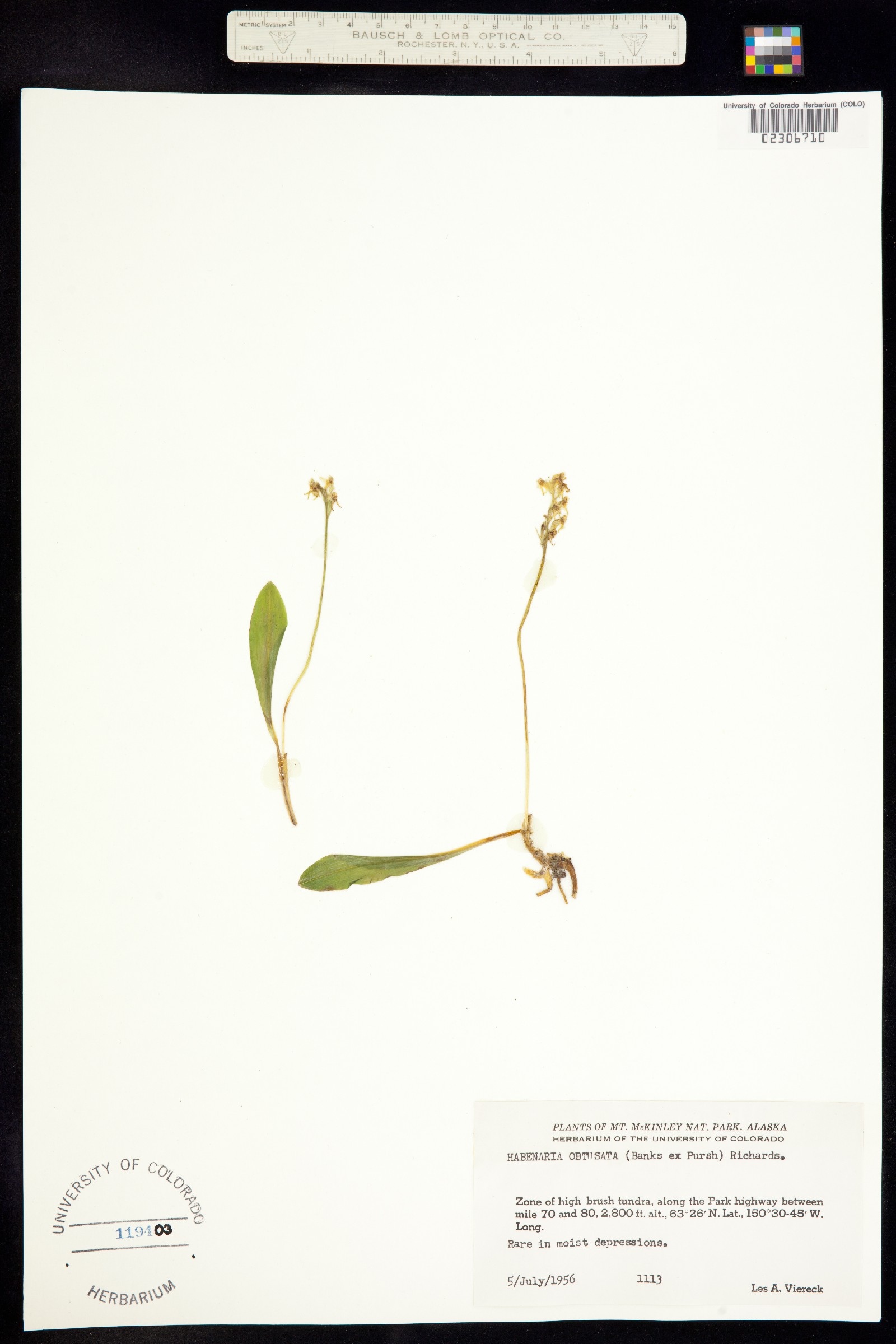 Platanthera obtusata image