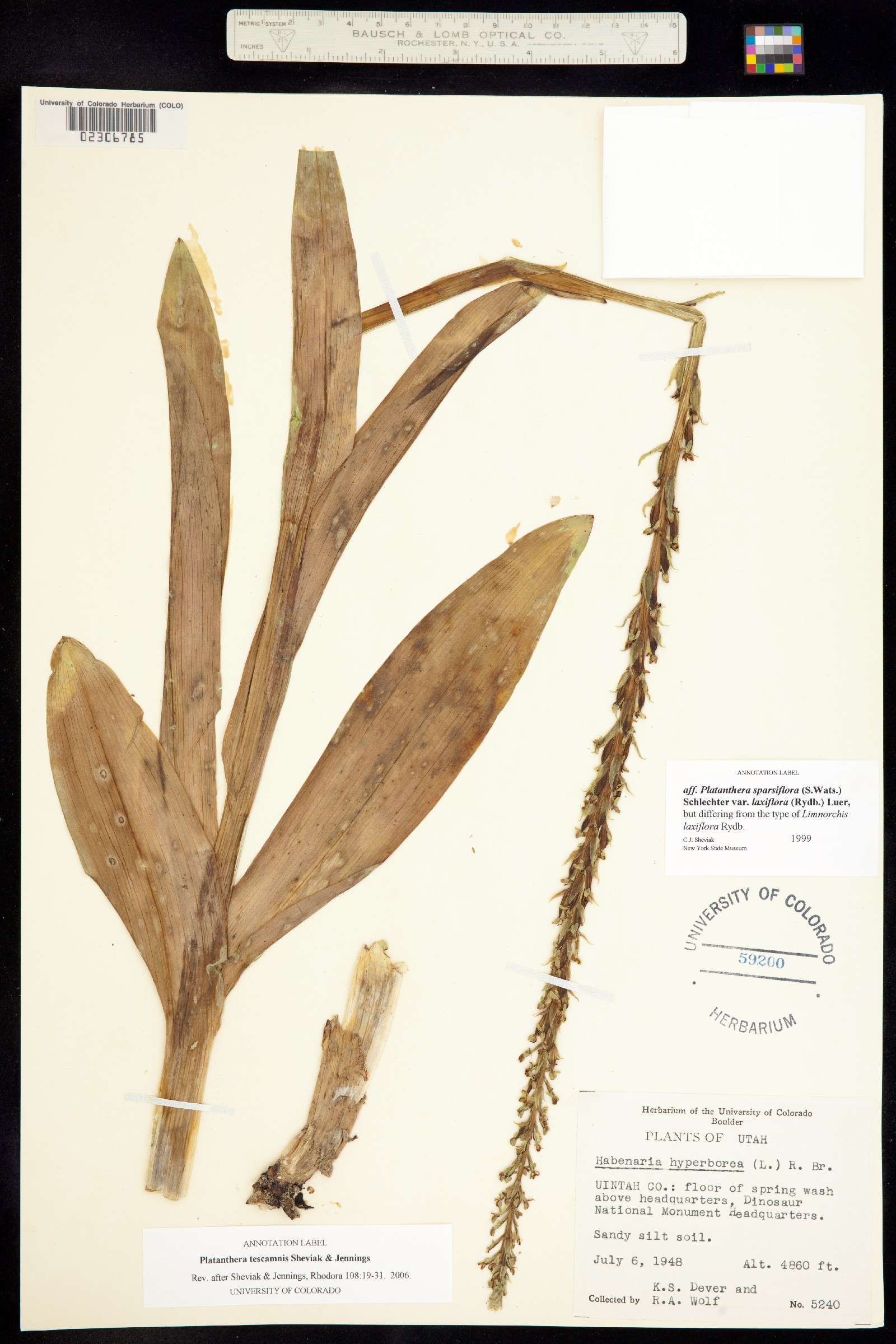 Platanthera tescamnis image