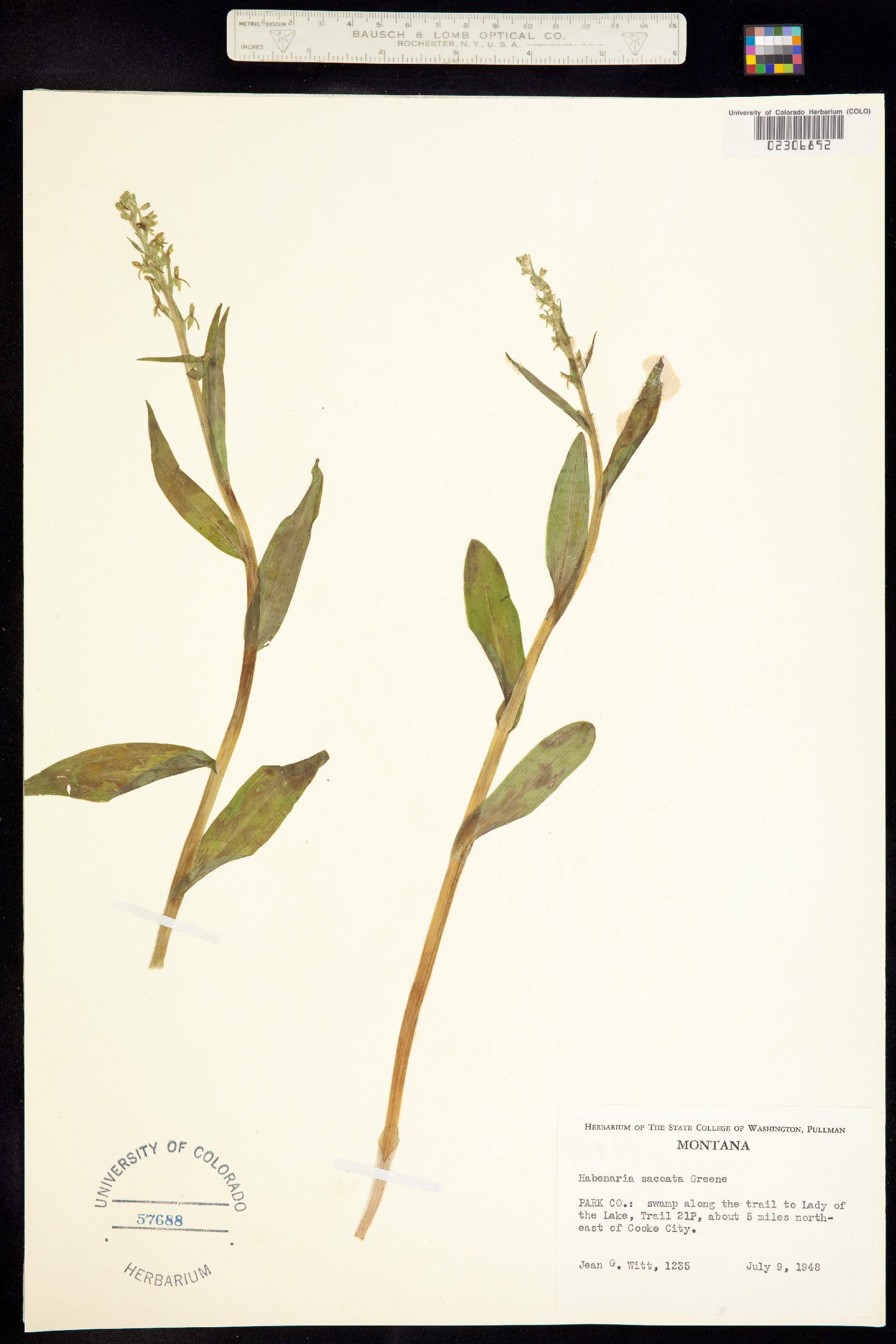 Platanthera stricta image