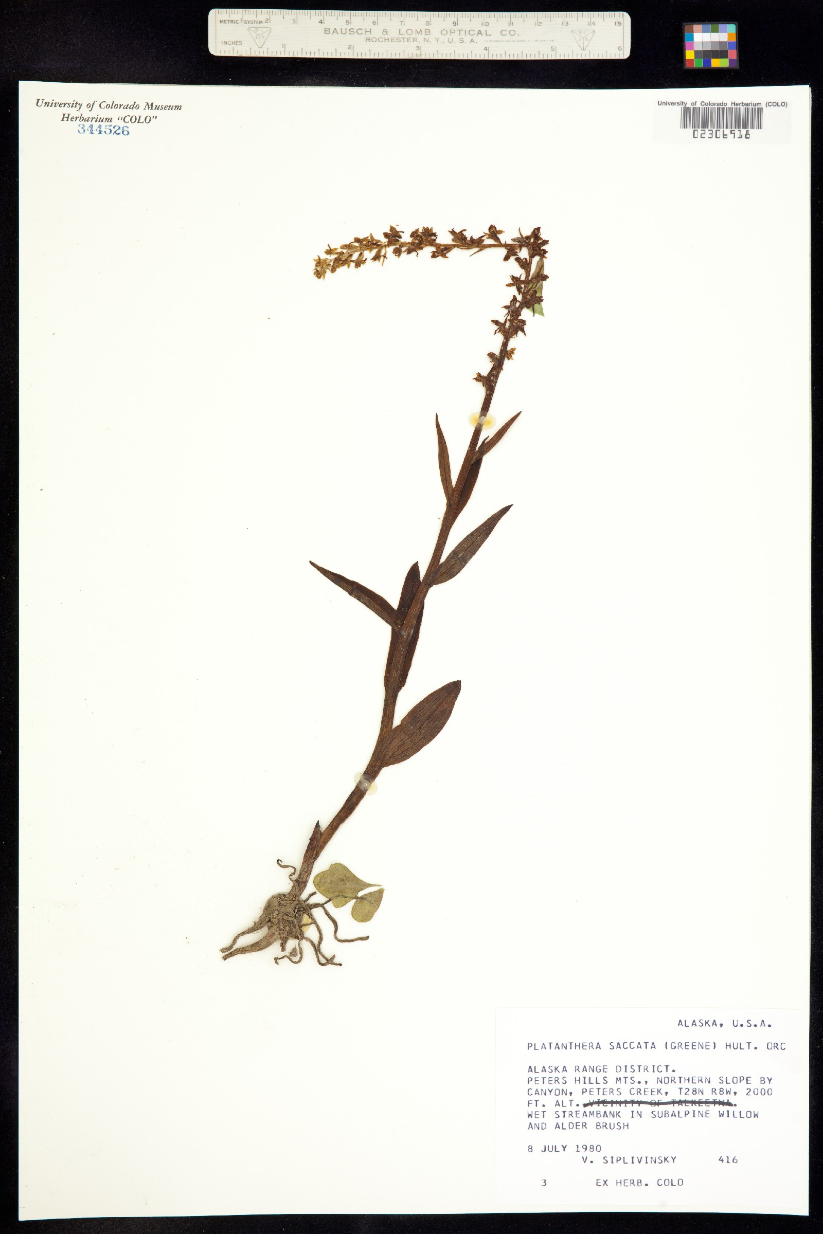 Platanthera stricta image