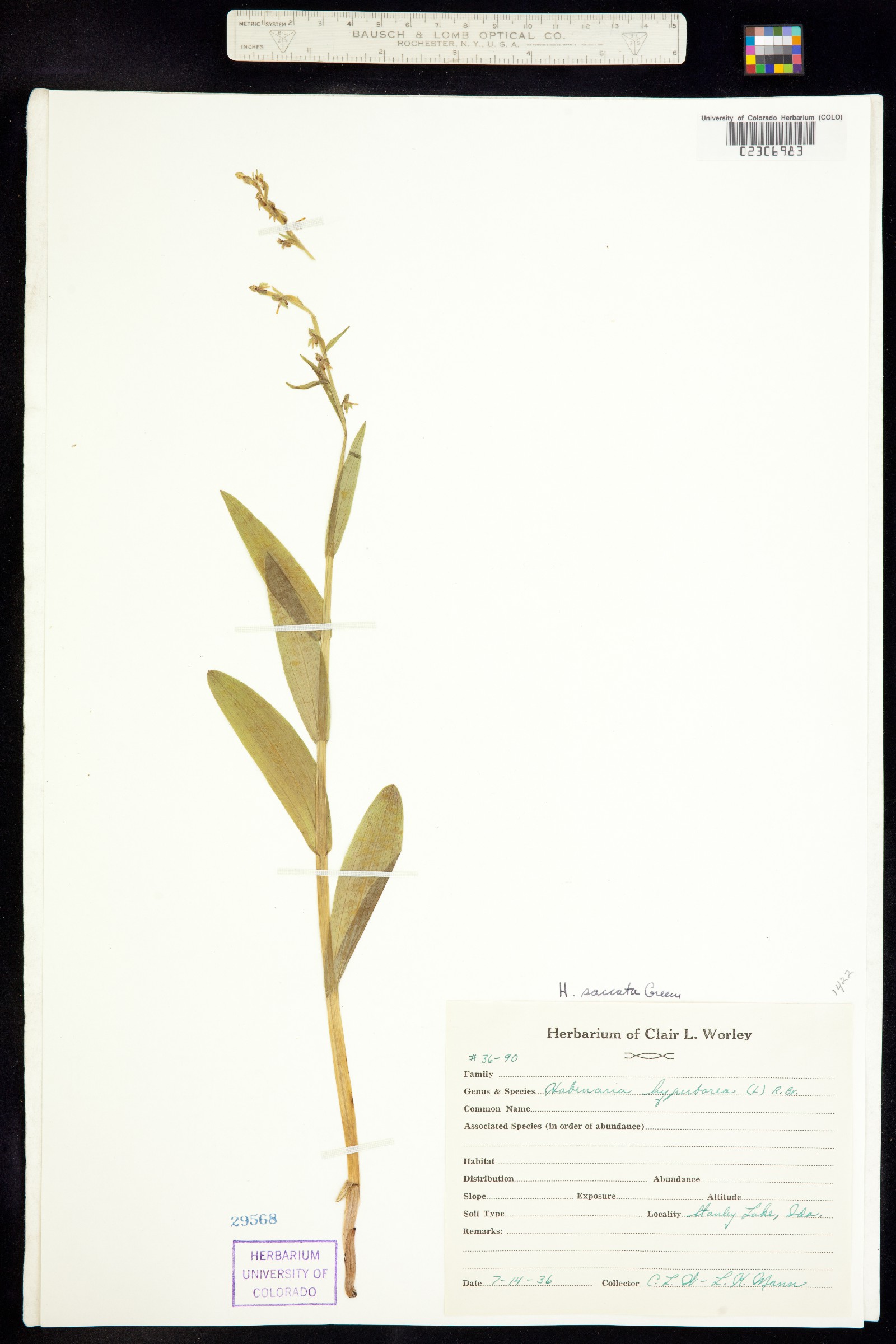 Platanthera stricta image