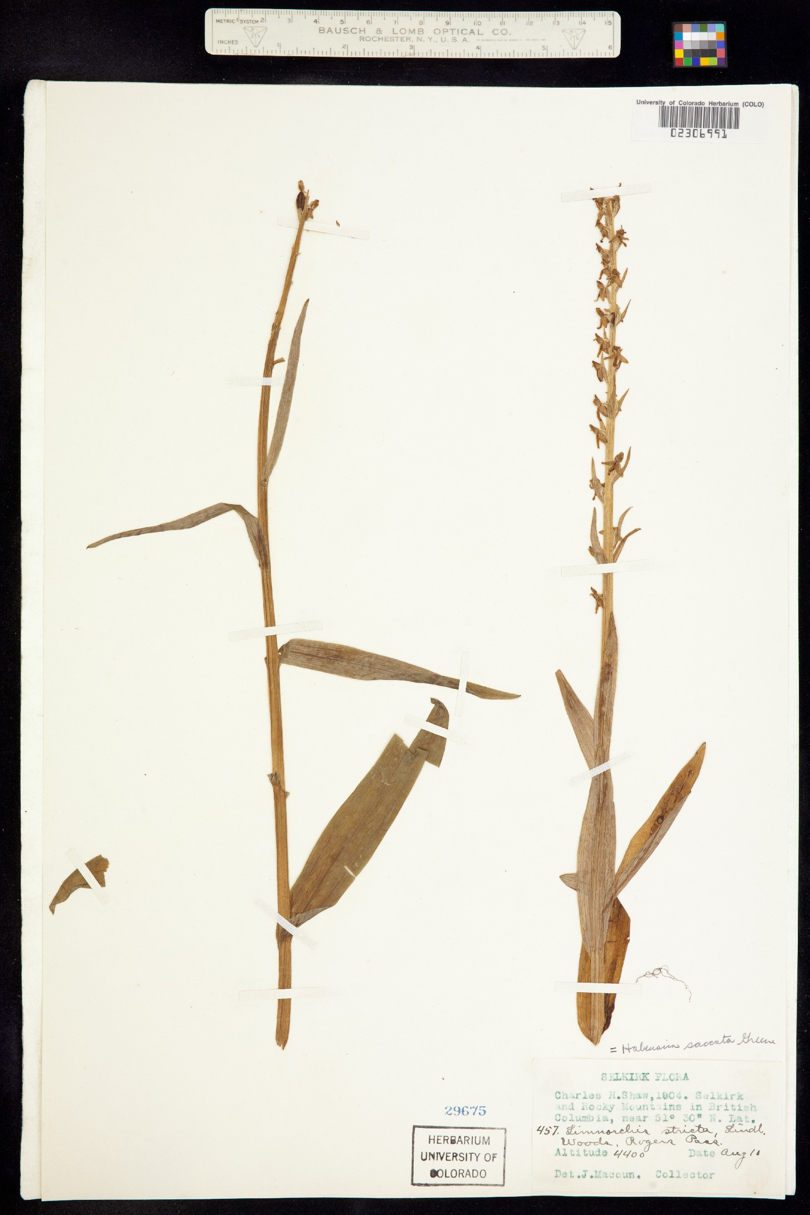 Platanthera stricta image