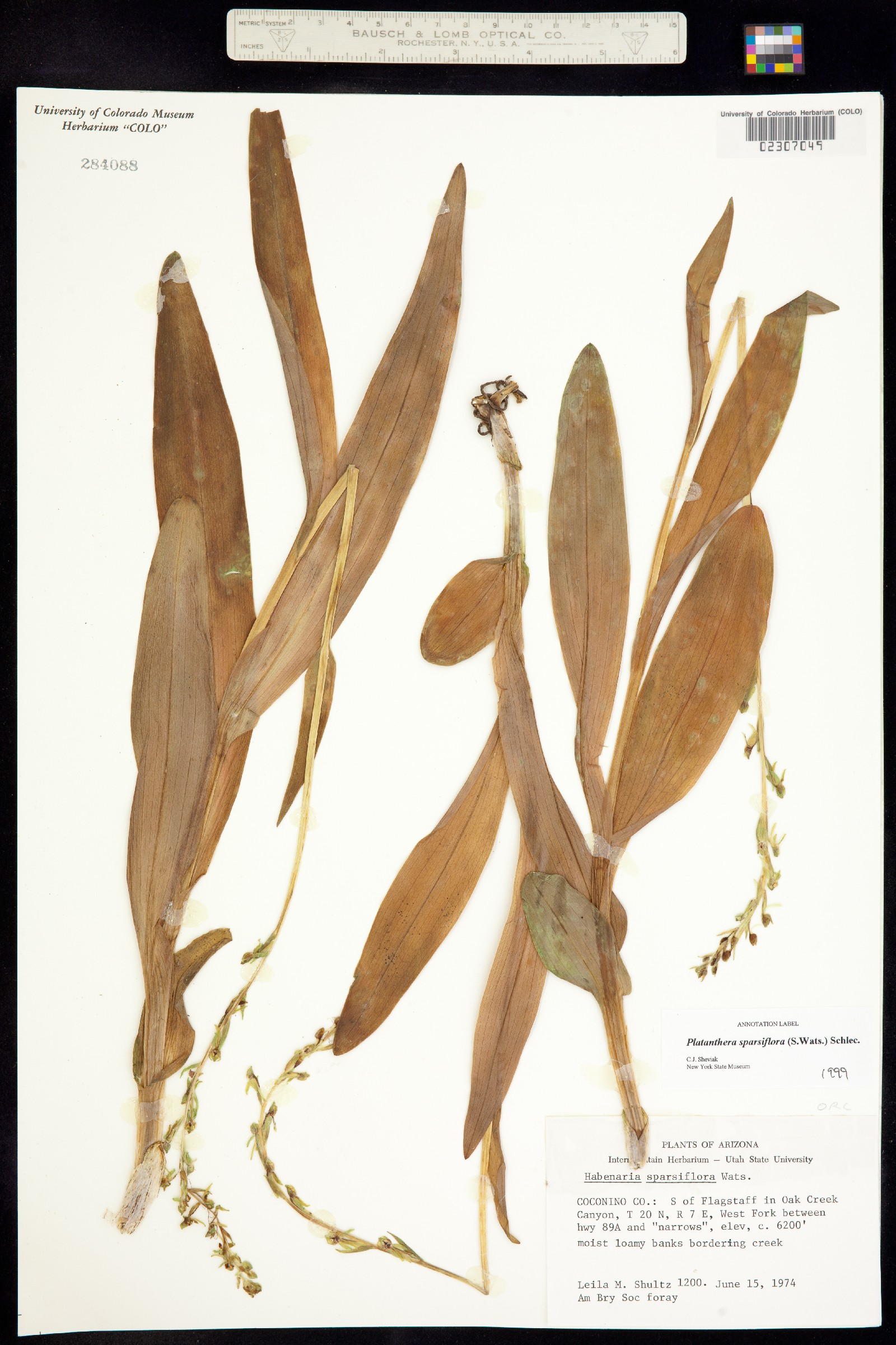 Platanthera sparsiflora image