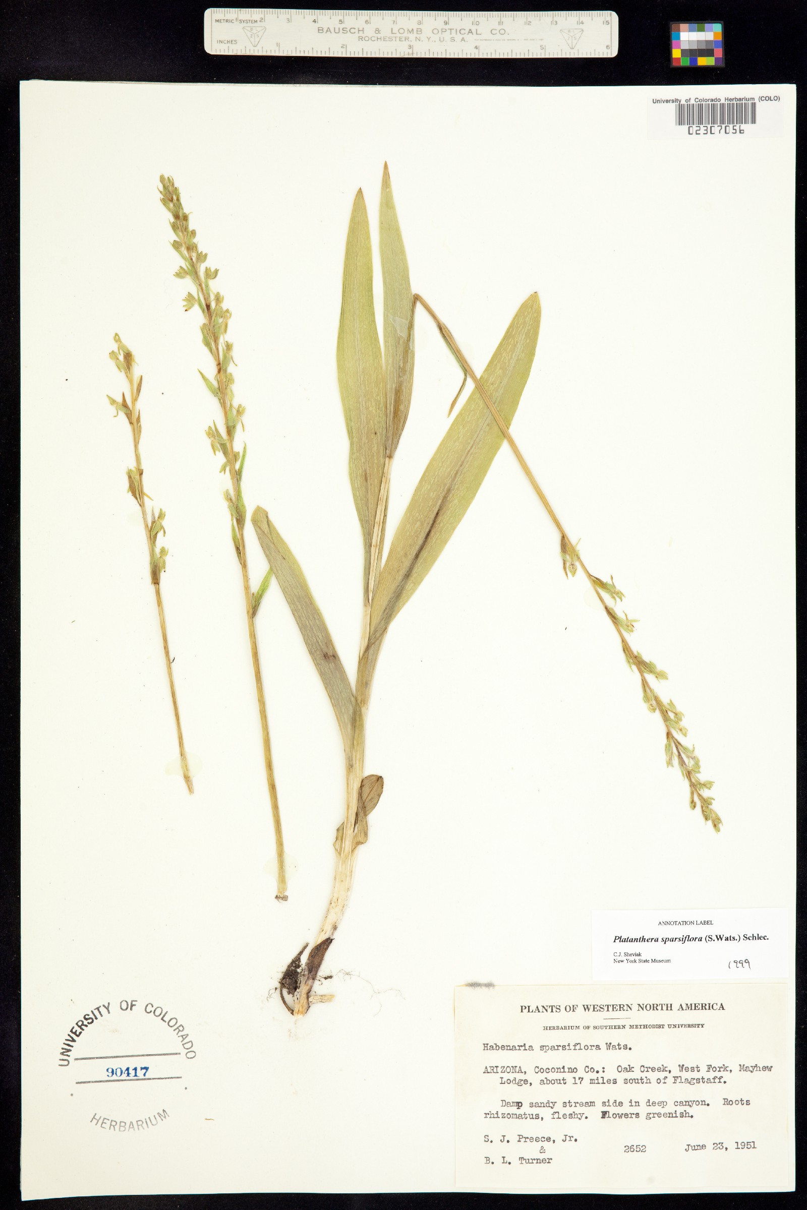 Platanthera sparsiflora image