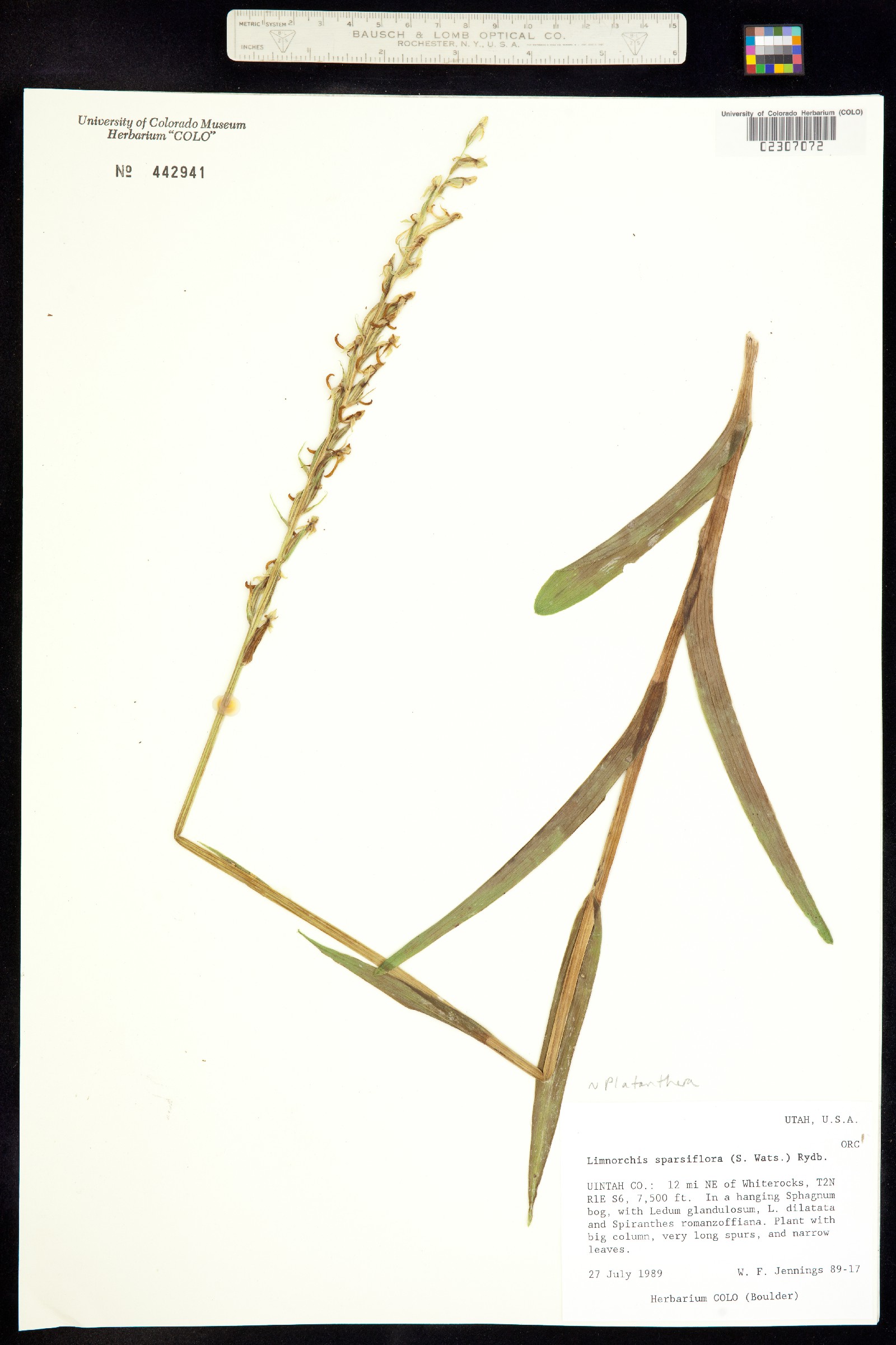 Platanthera sparsiflora image