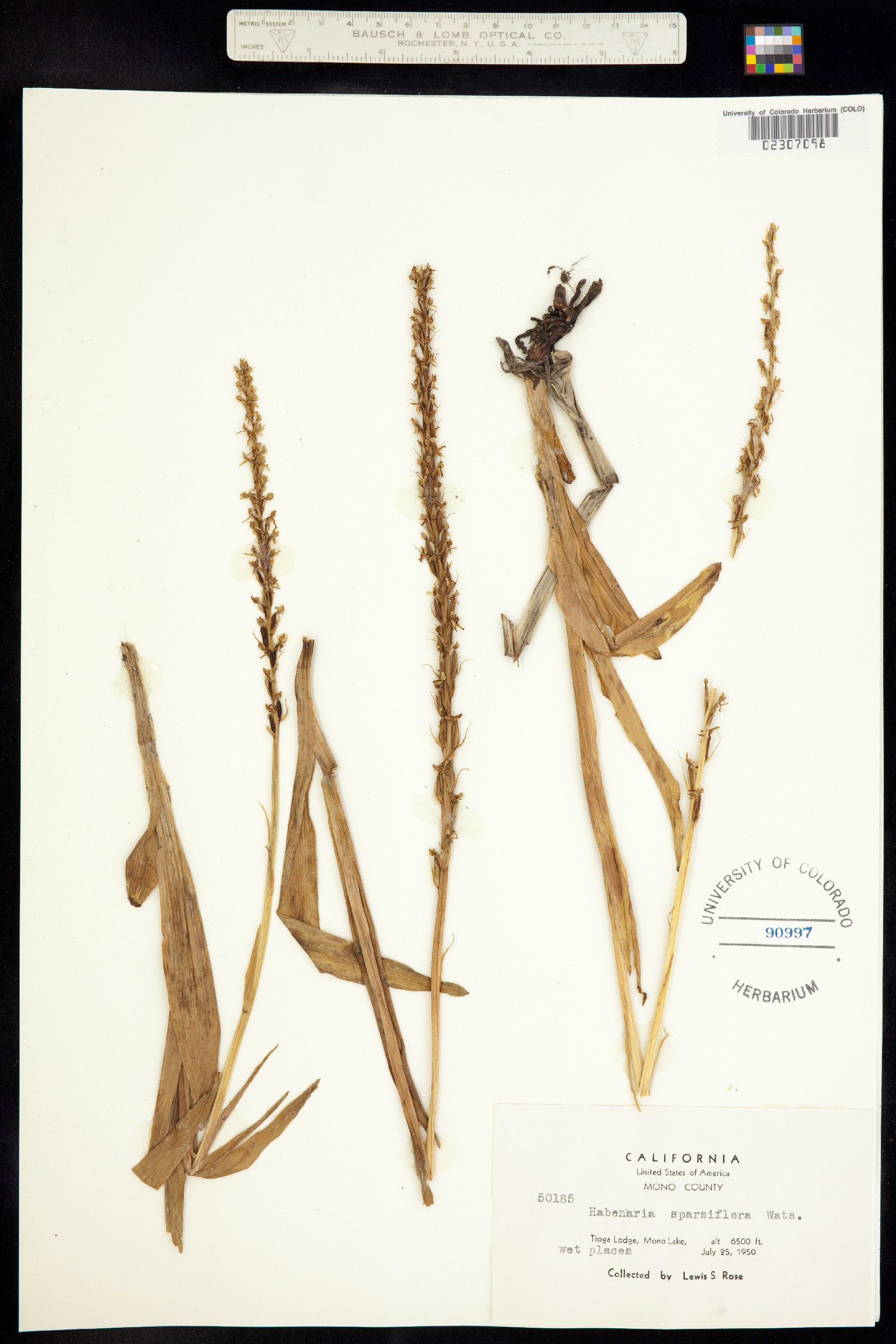Platanthera sparsiflora image