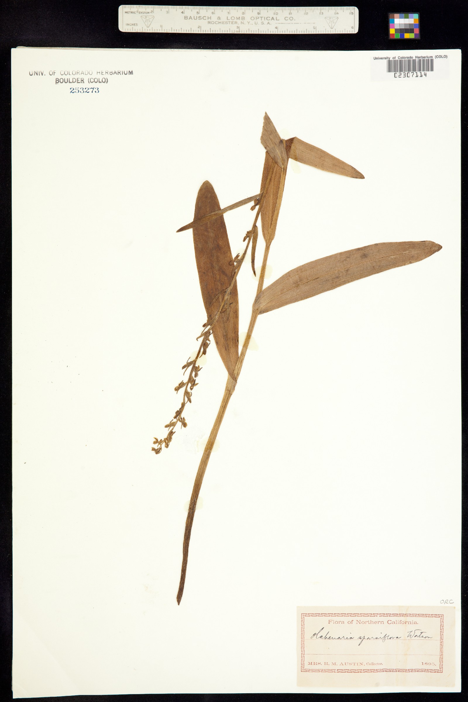 Platanthera sparsiflora image