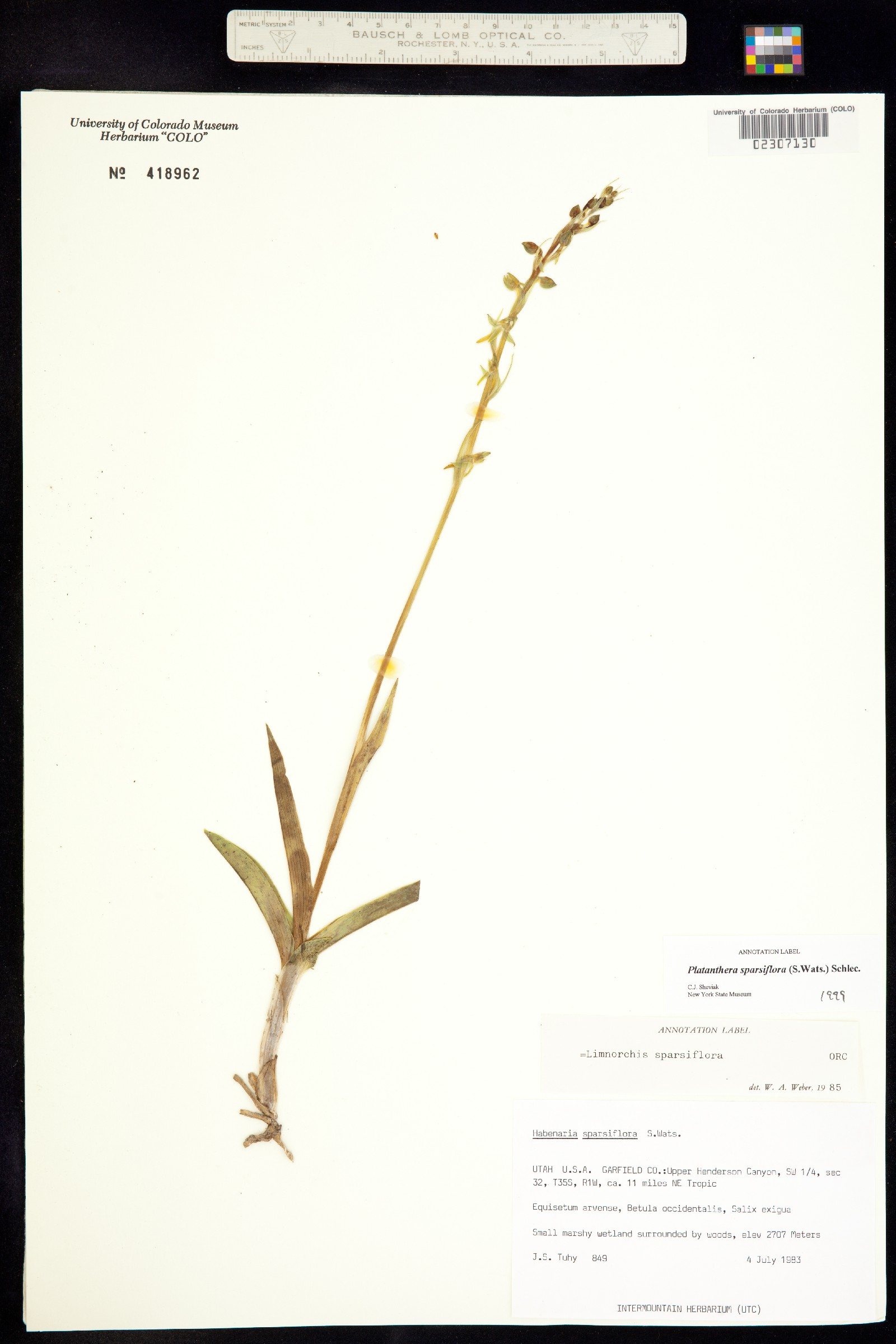 Platanthera sparsiflora image