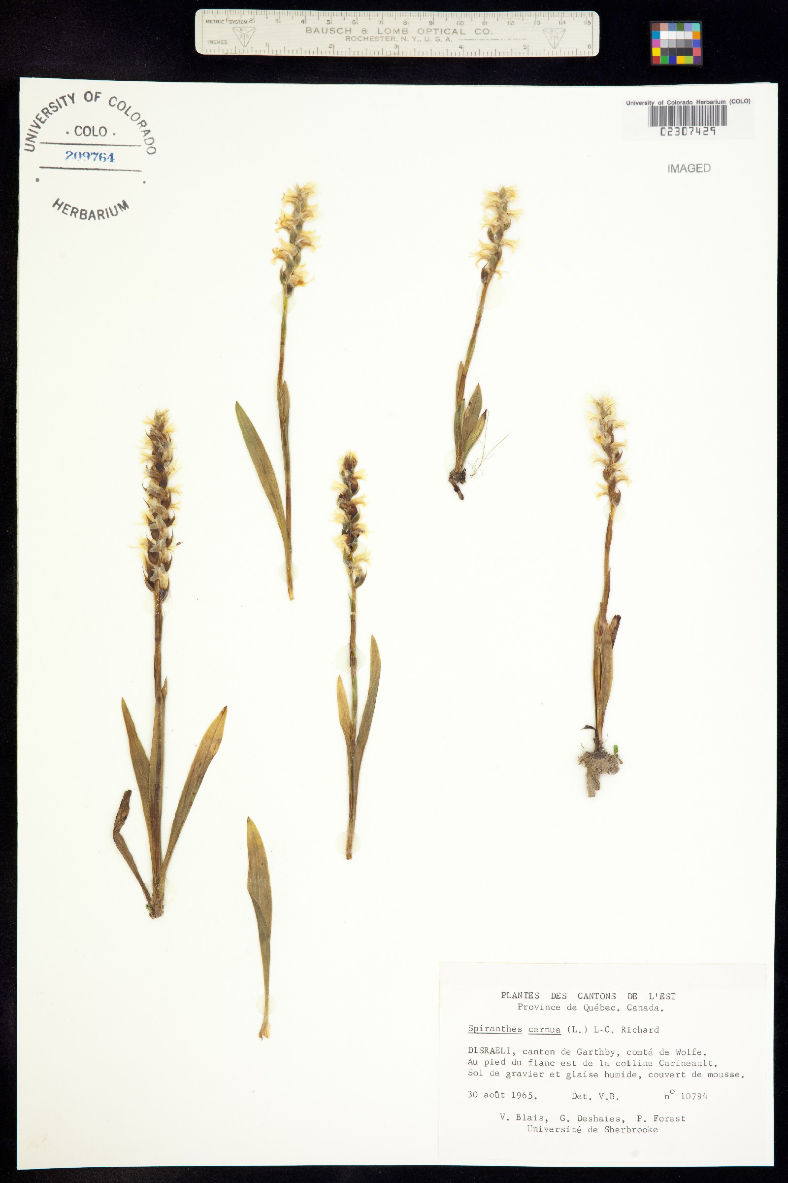 Spiranthes cernua image