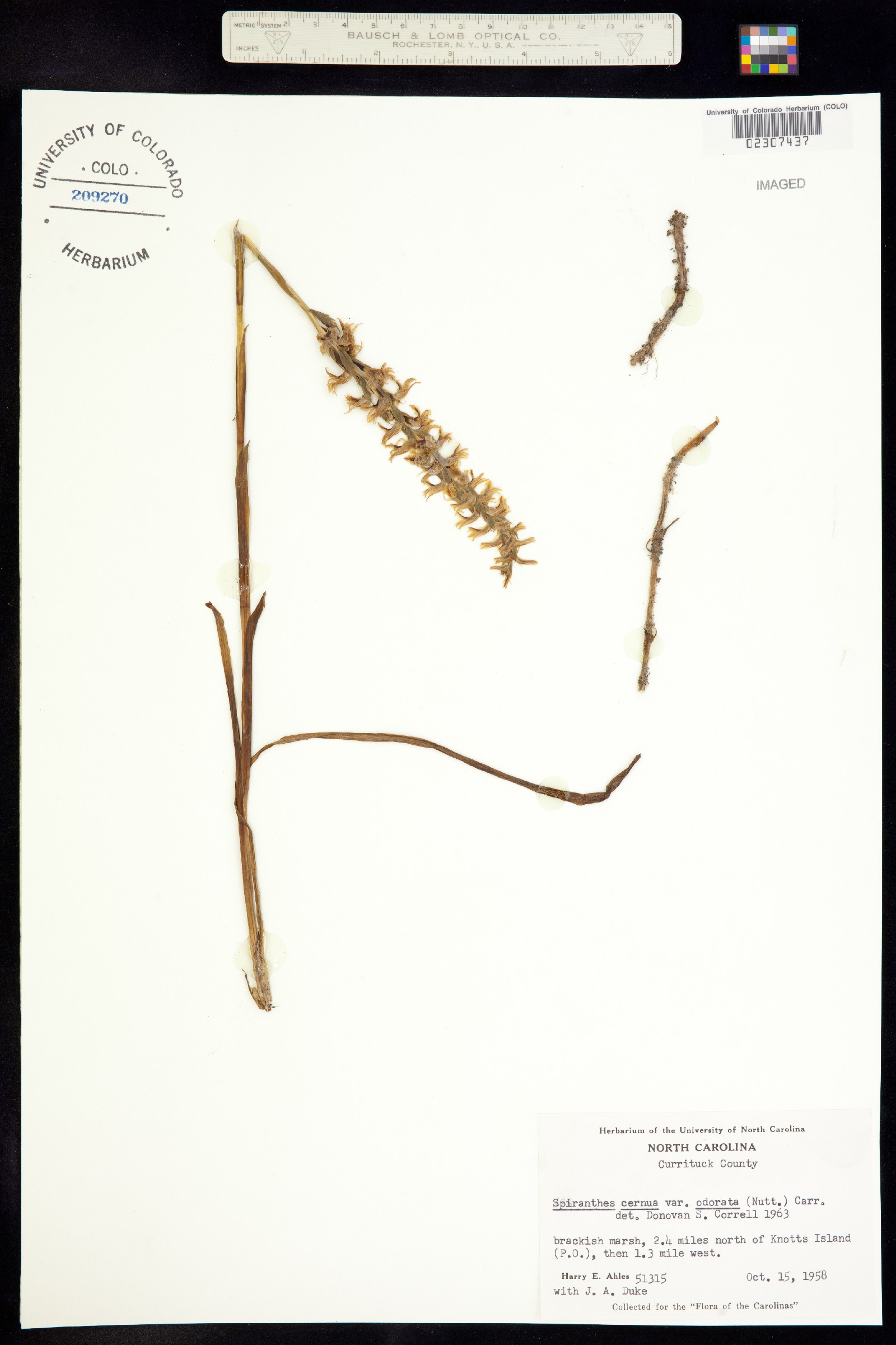 Spiranthes cernua image