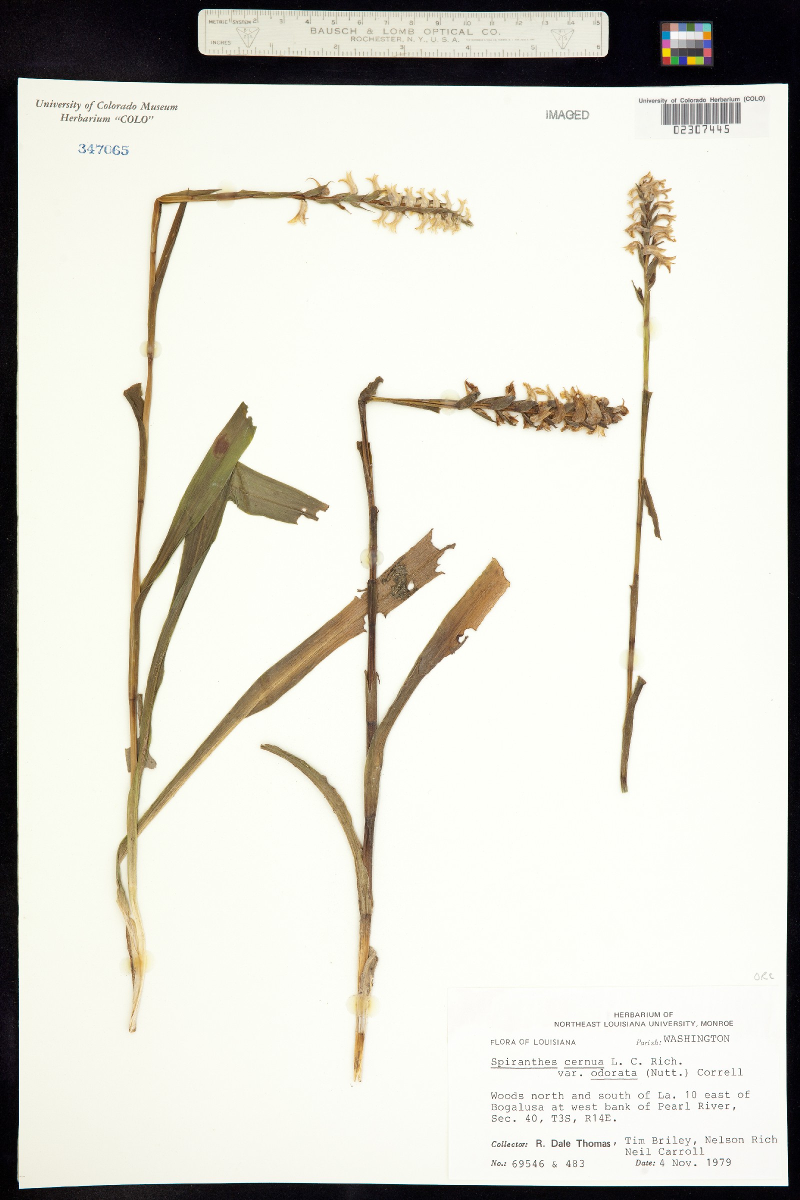 Spiranthes cernua image